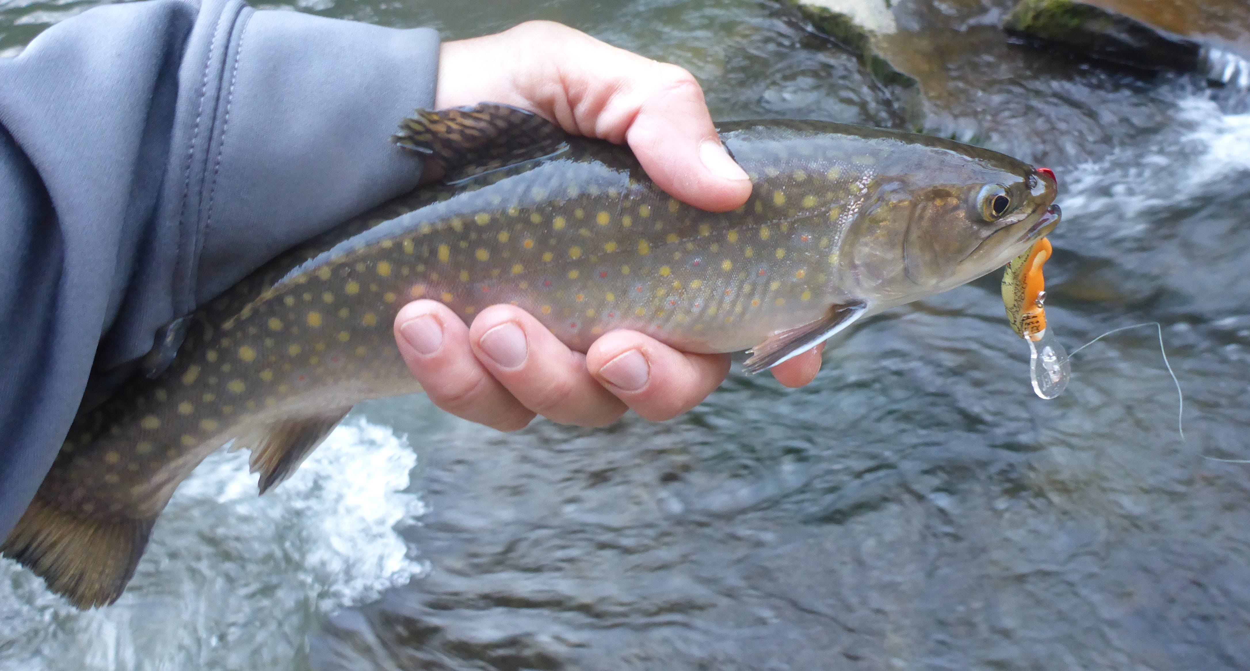 brook trout on Rebel Crawfish