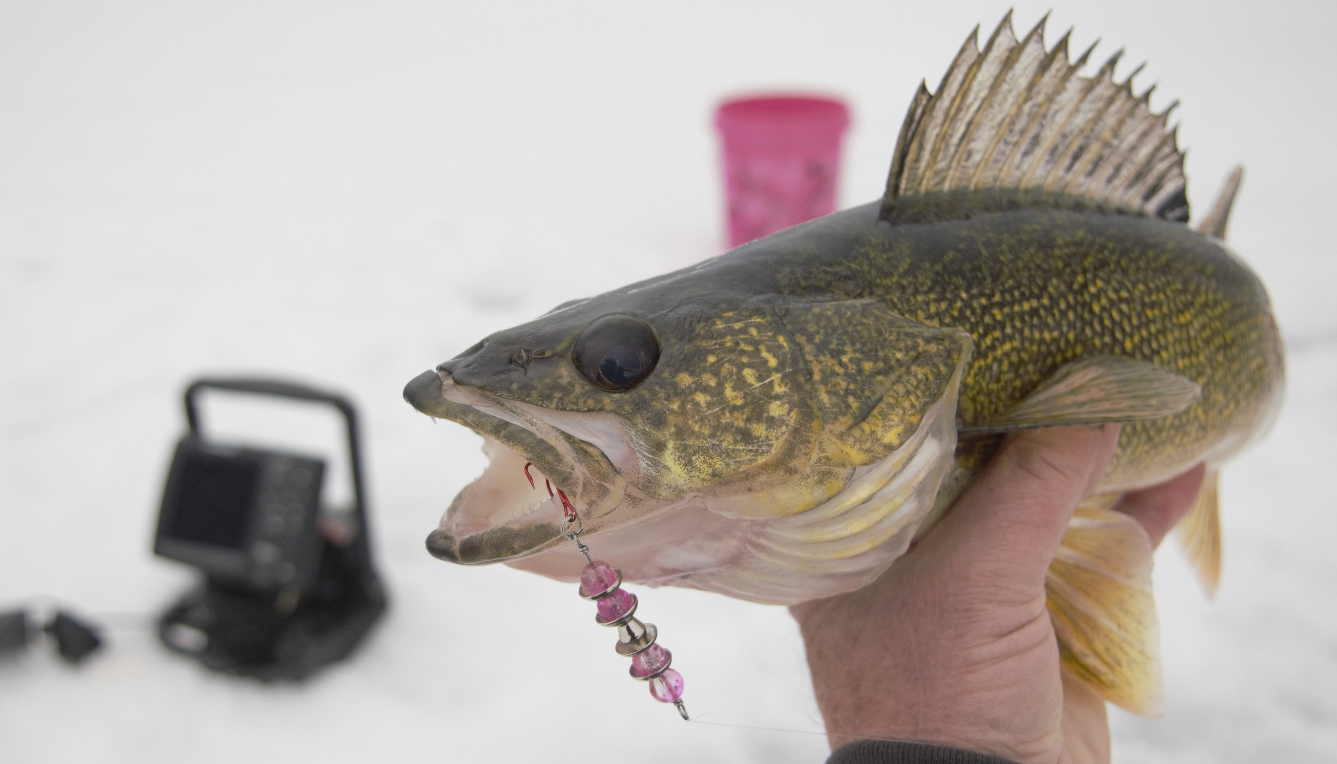Walleye on Lindy Wally Talker