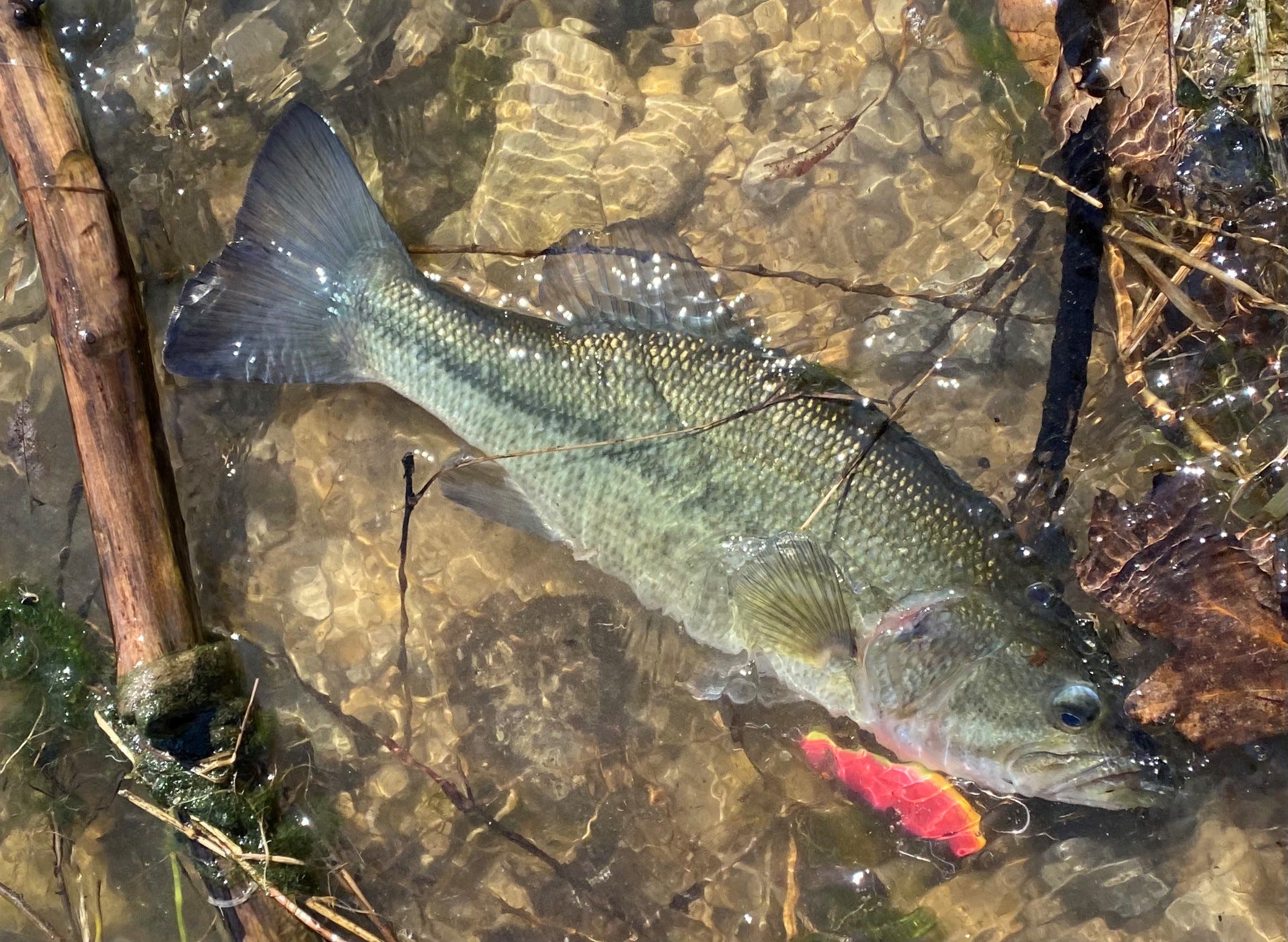 One Knocker Largemouth