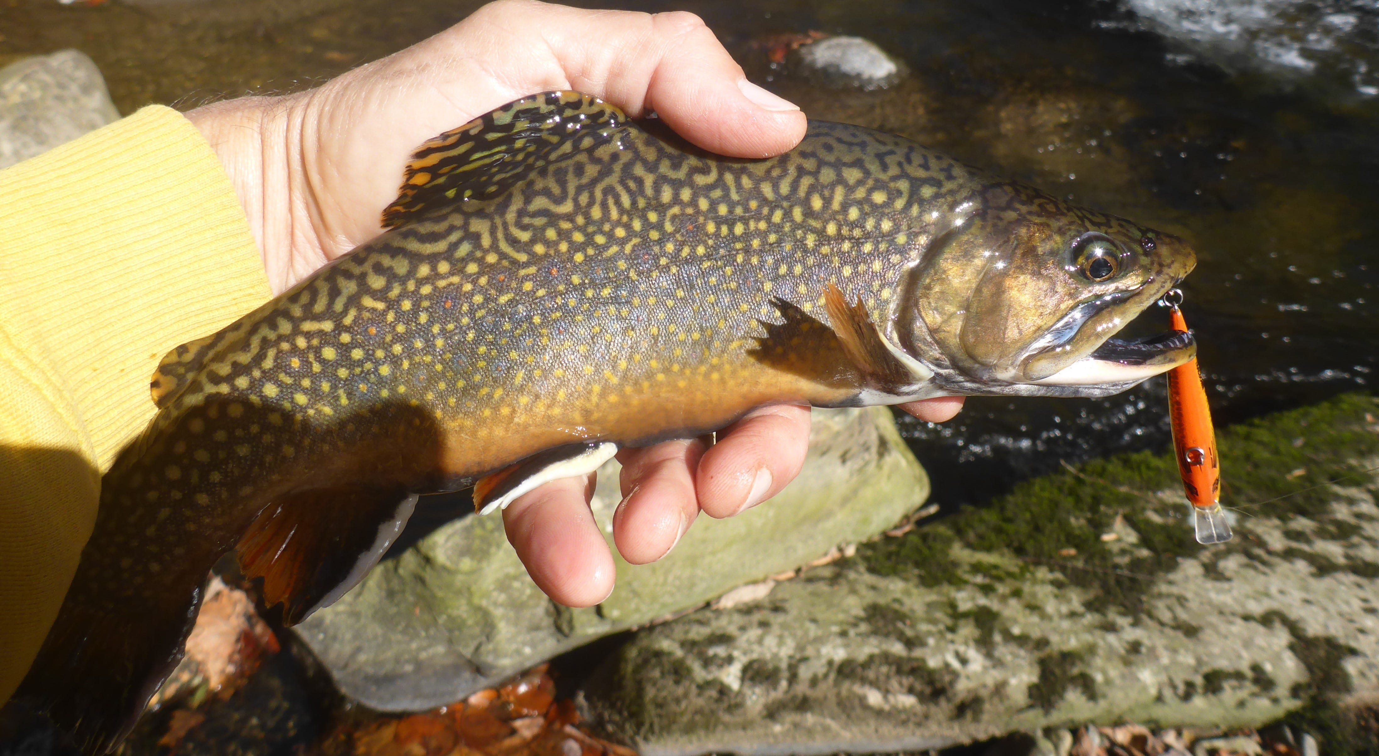 brook trout