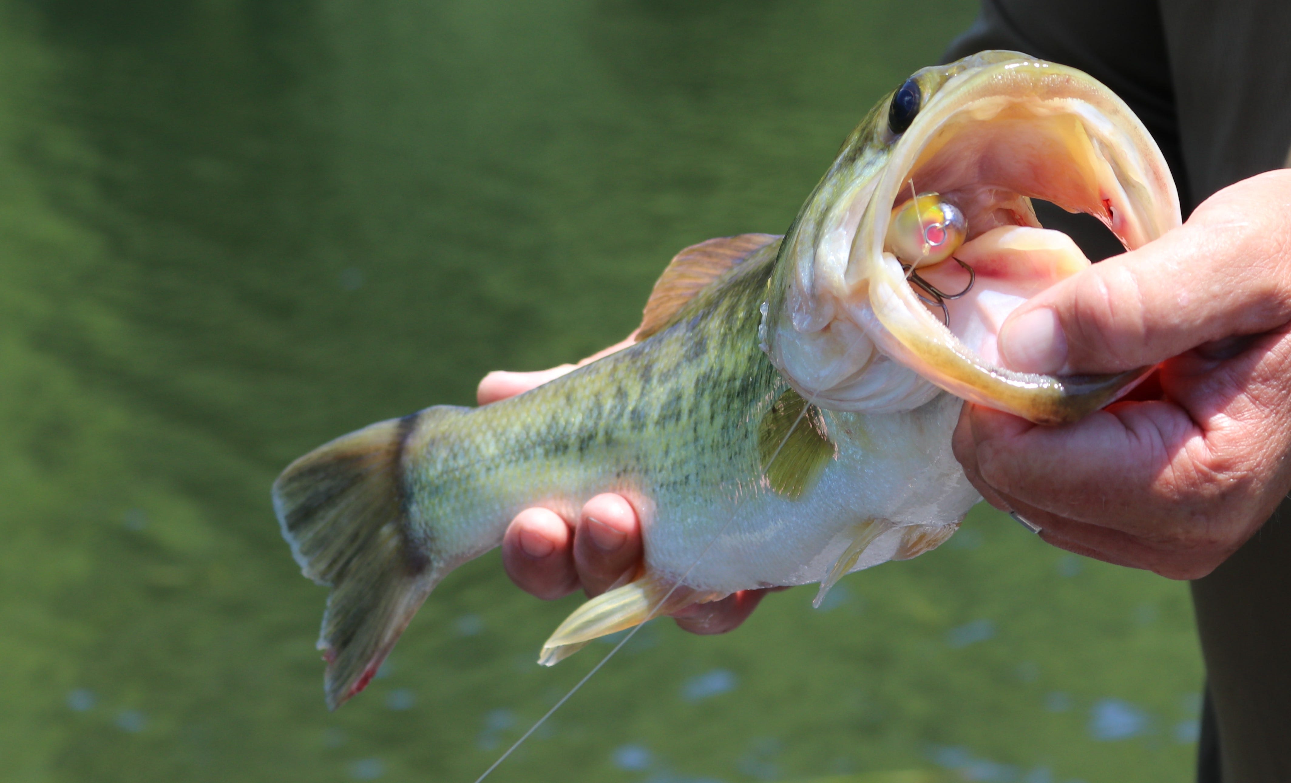 Heddon Spook bass