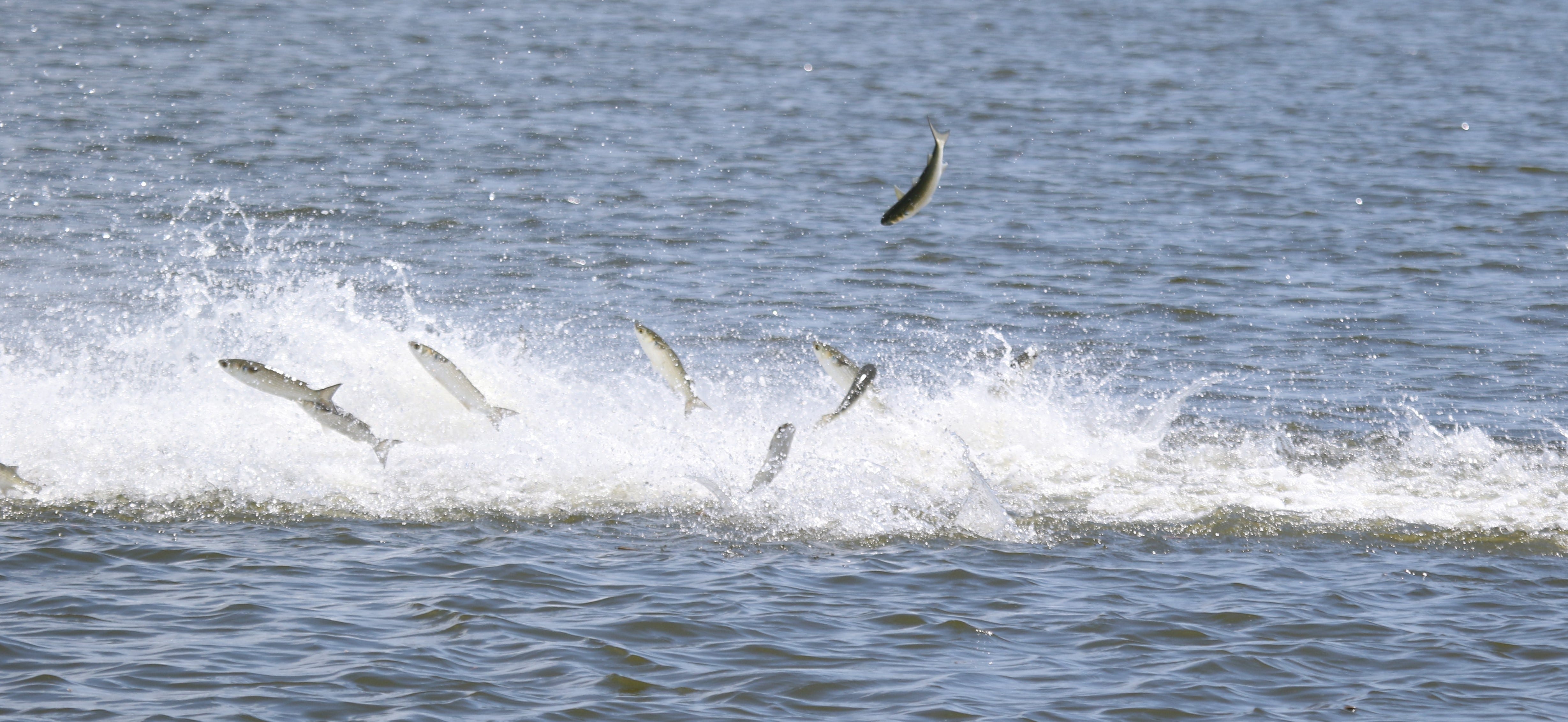 attacked baitfish fleeing in surf