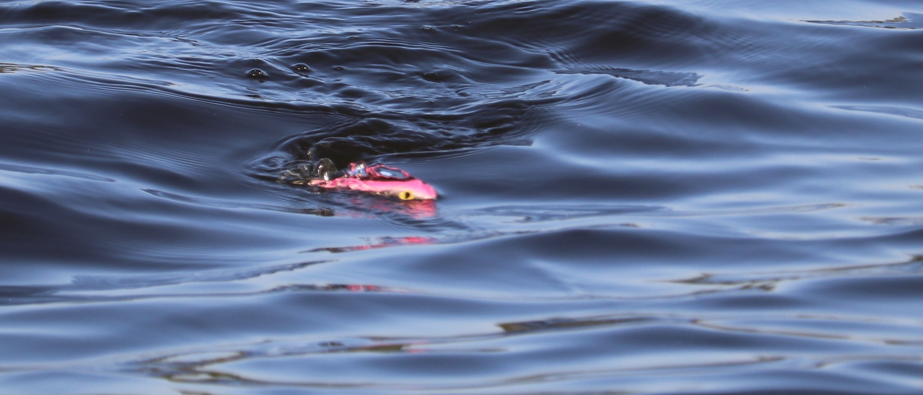 Heddon Spook on water