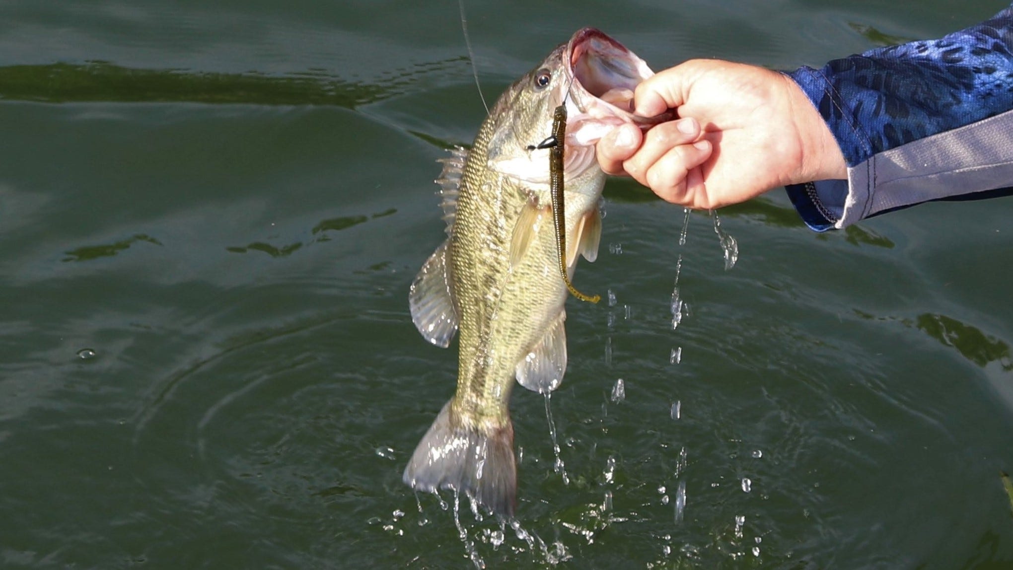 bass on Texas rig