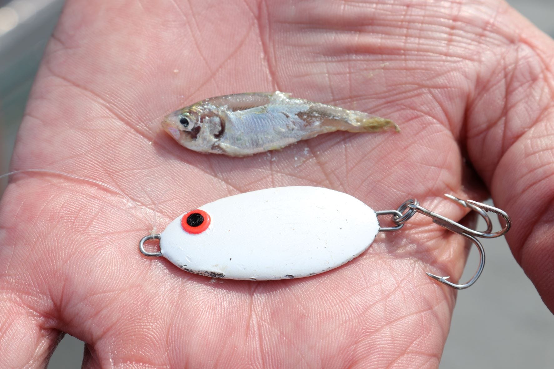 5 Spoon Presentations for Stripers Hybrids White Bass