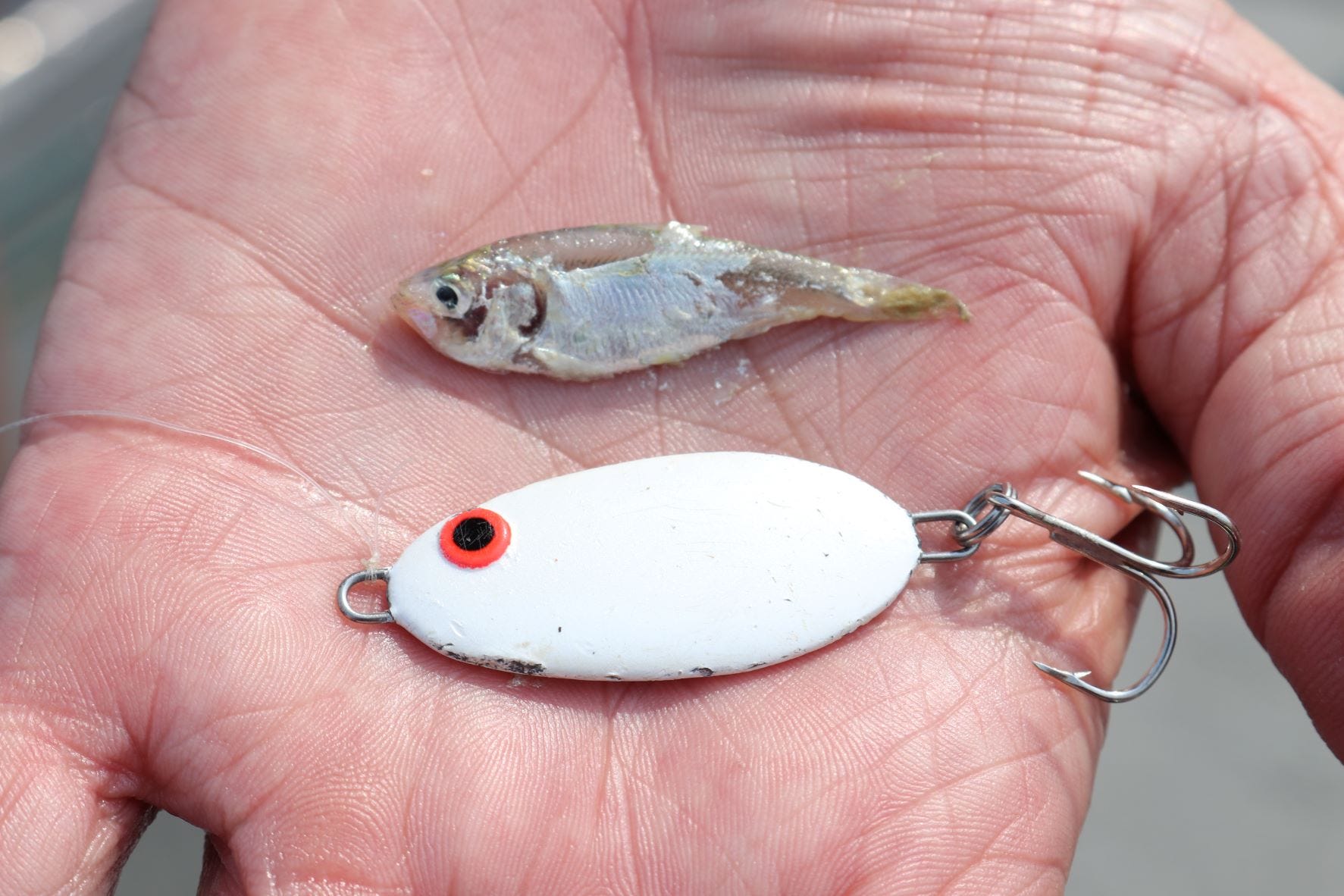 5 Spoon Presentations for Stripers, Hybrids & White Bass