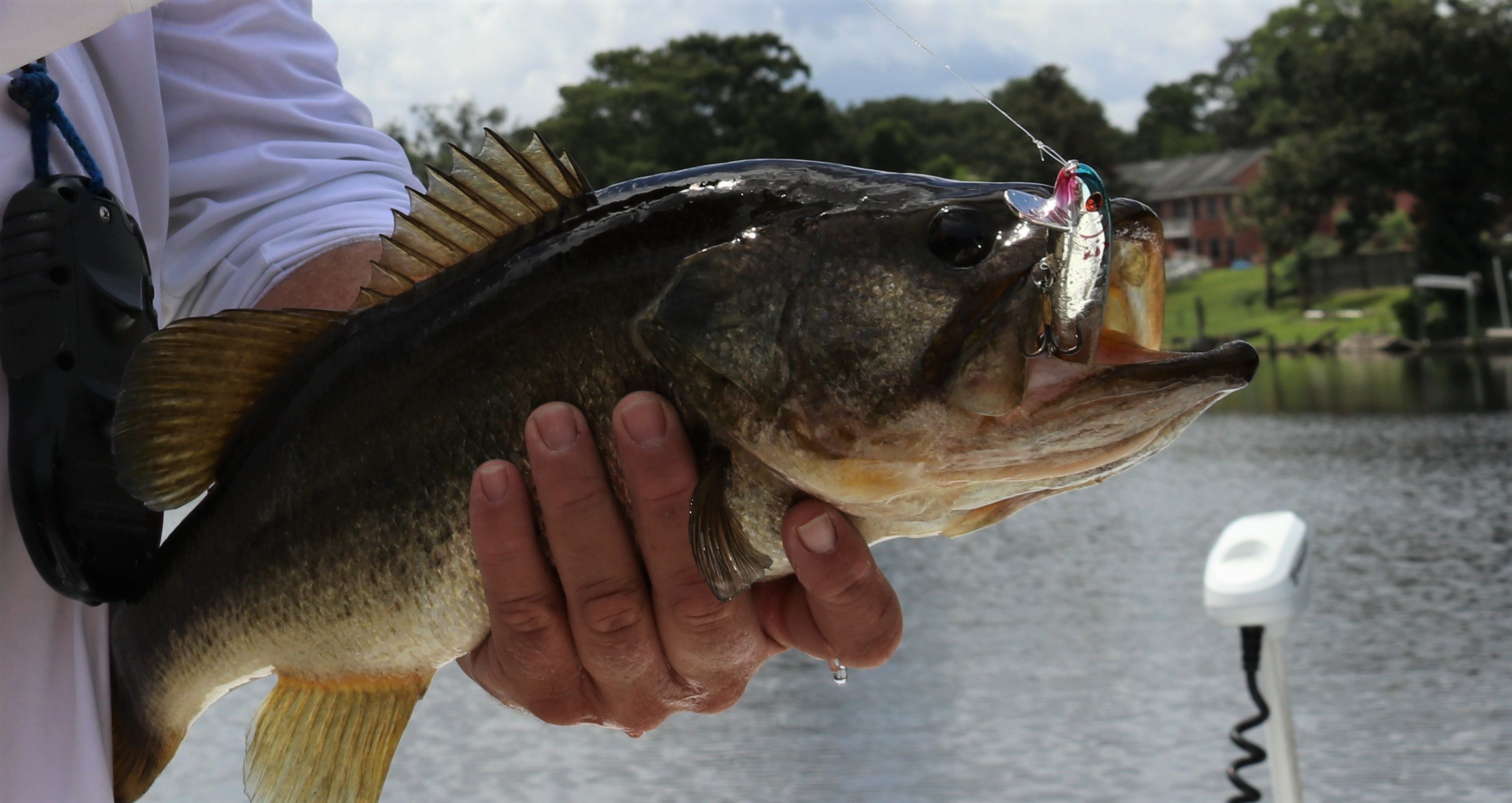 Battle of the river fishes: Snook versus bass