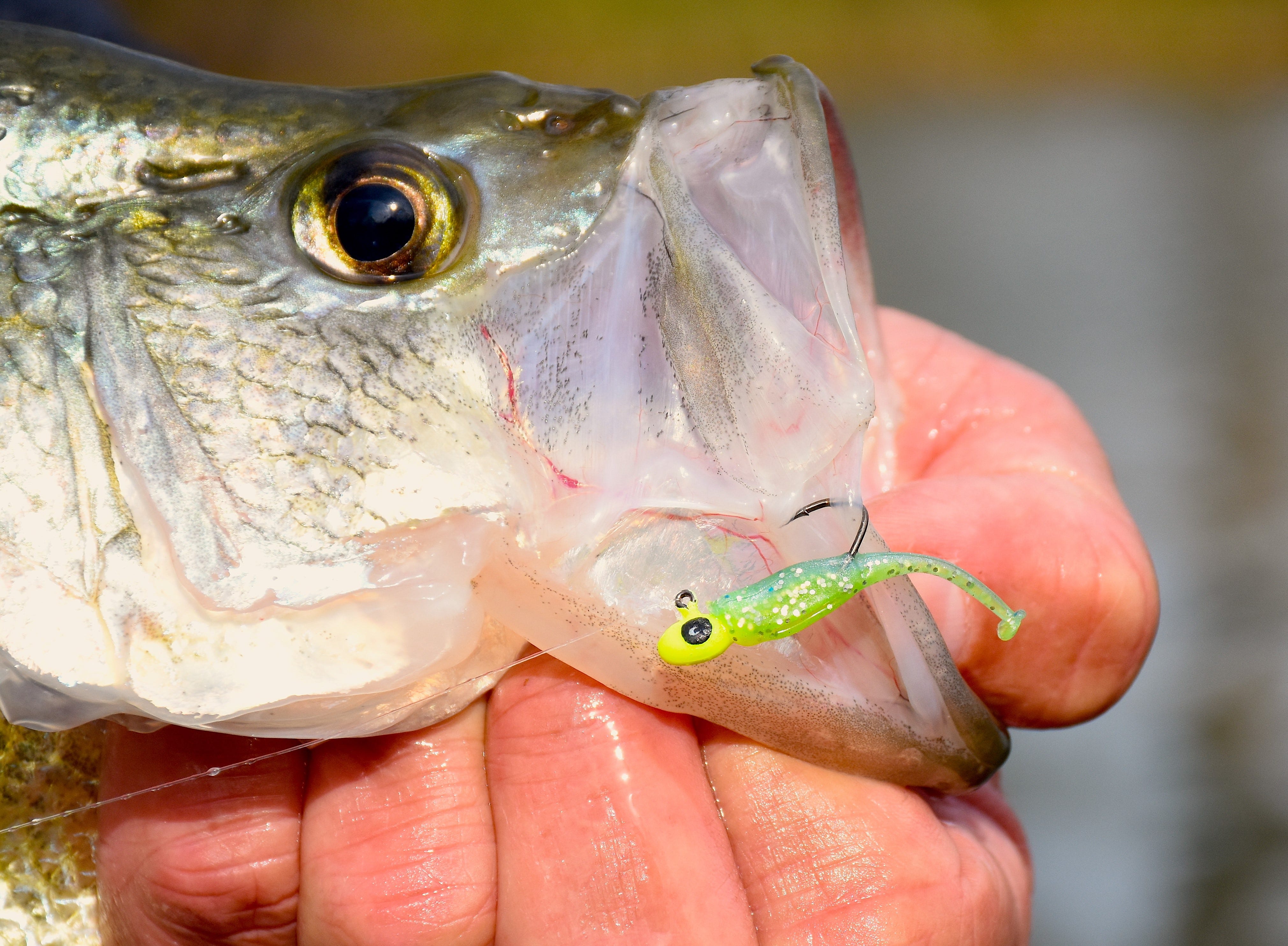 crappie on Overbite Sickle Jighead