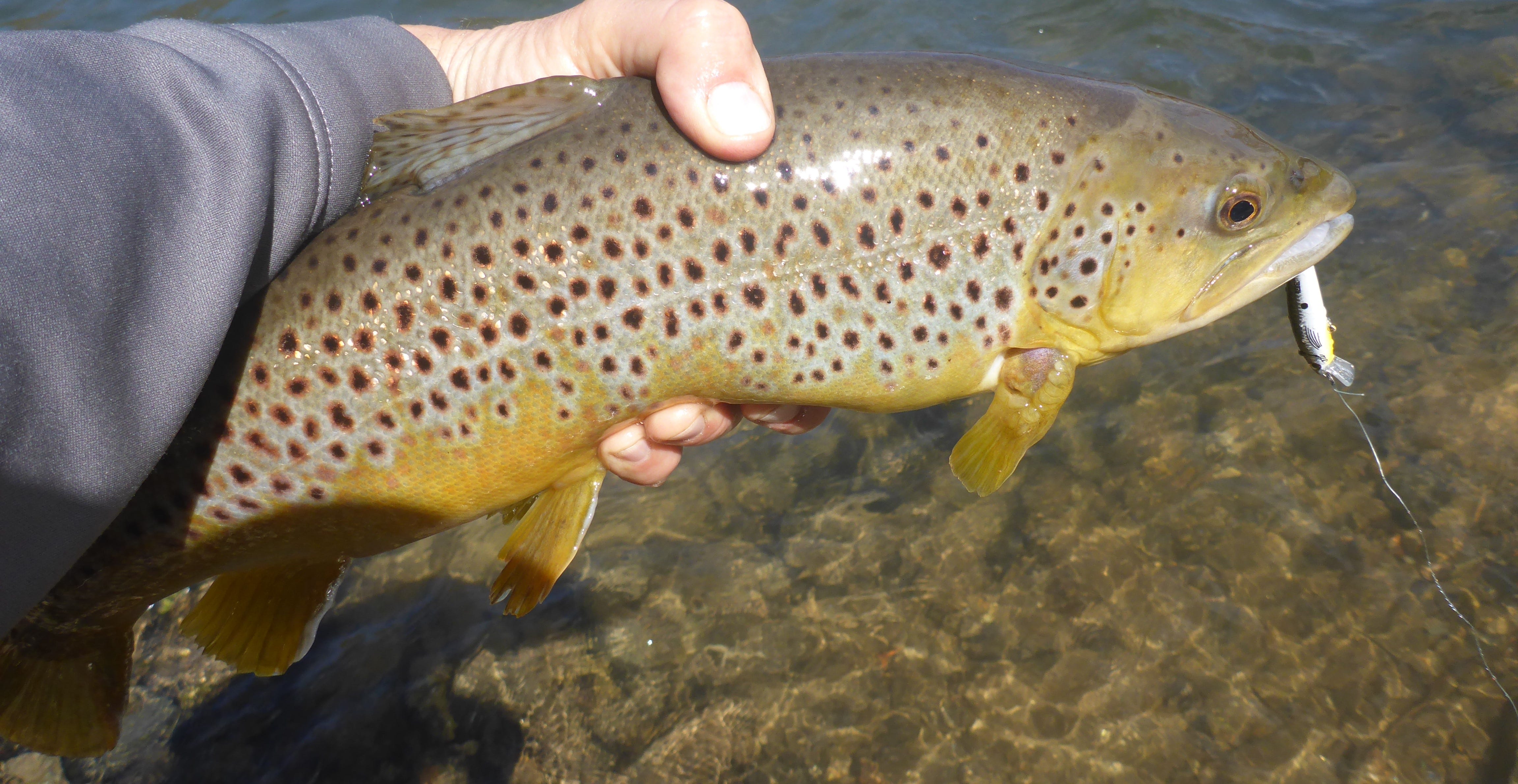 Brown trout and Rebel Minnow