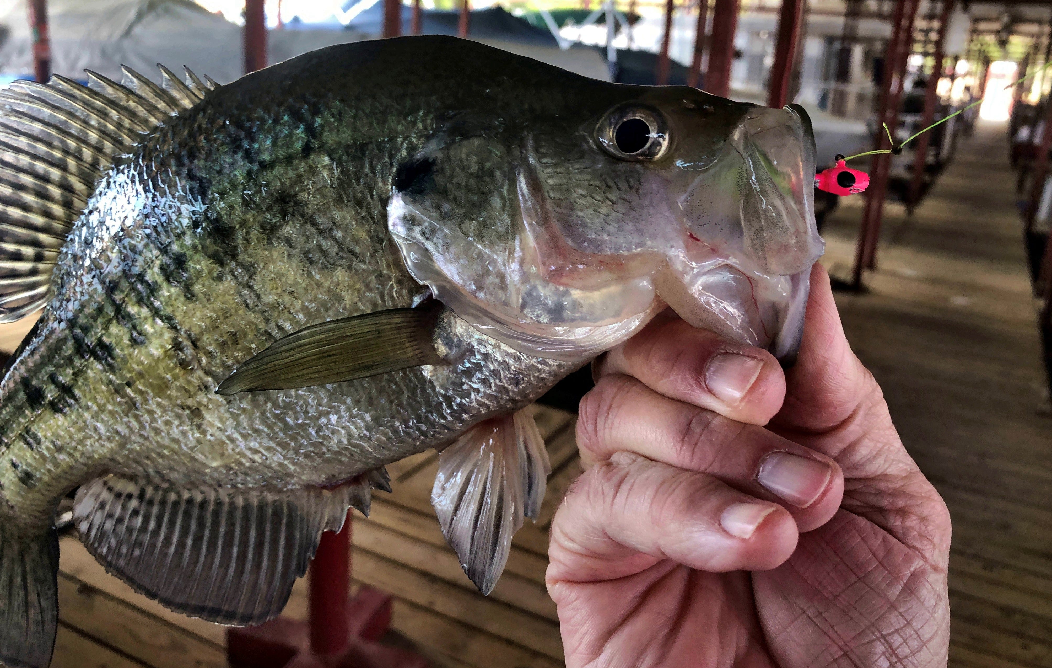 crappie caught from dock