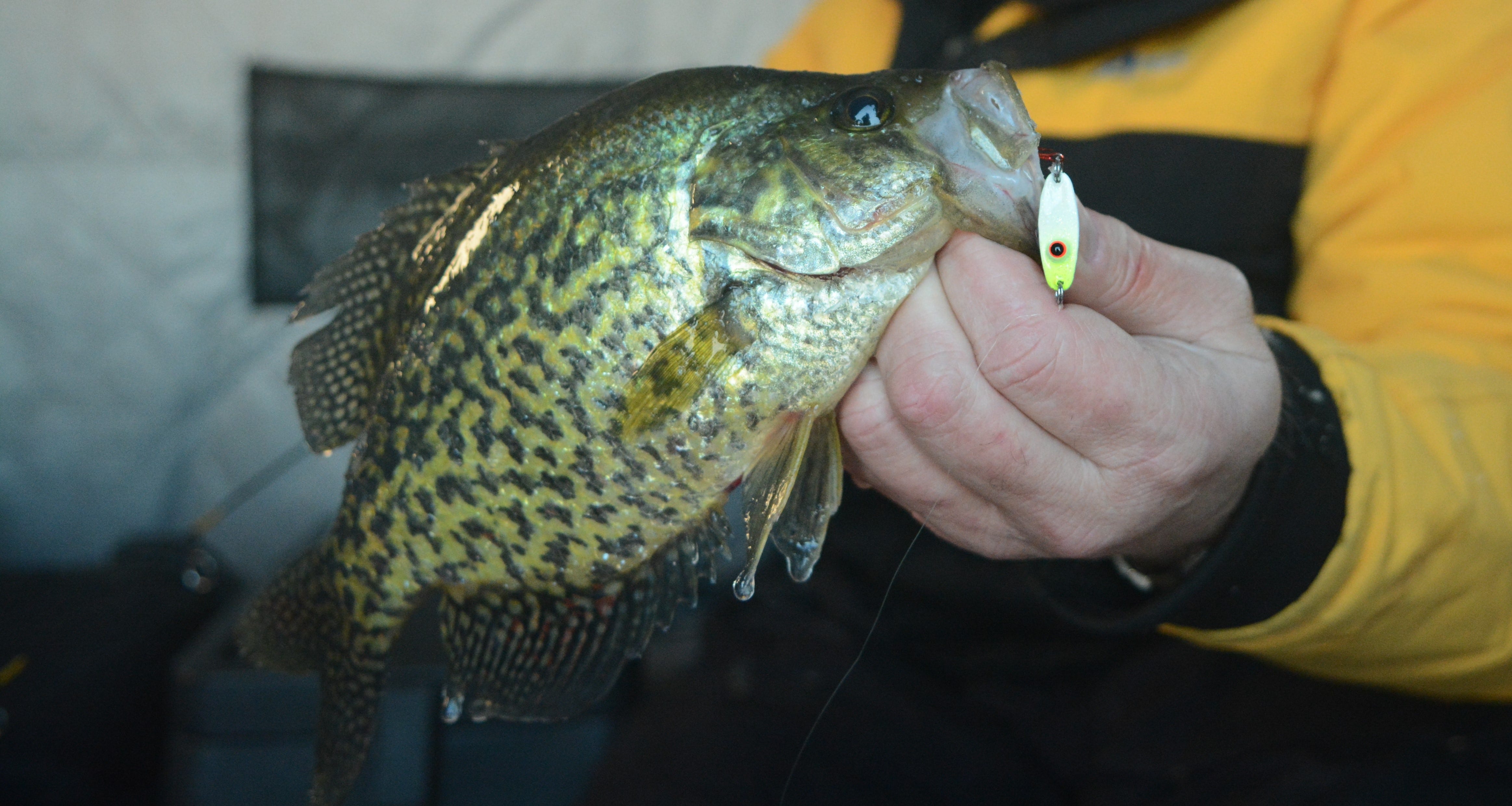 Quiver Spoon Crappie