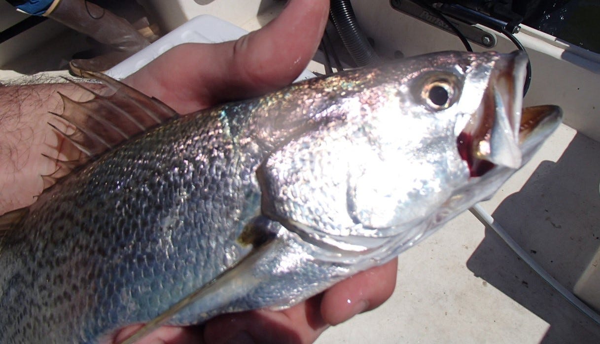 weakfish close-up