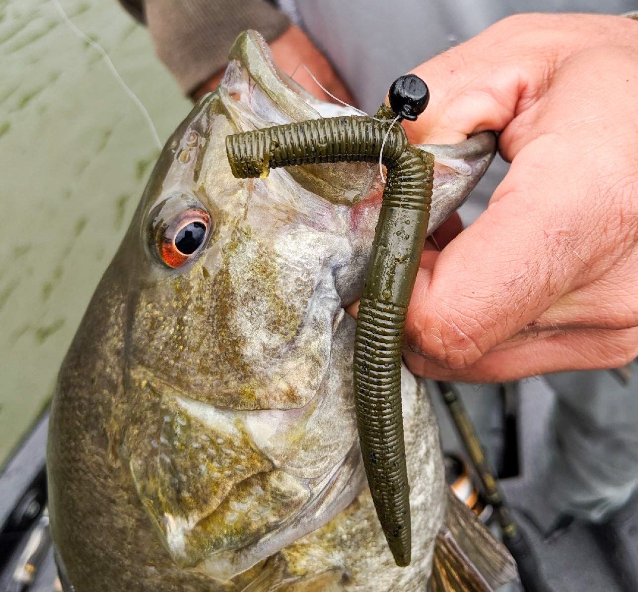 YUM Dinger smallmouth on jighead