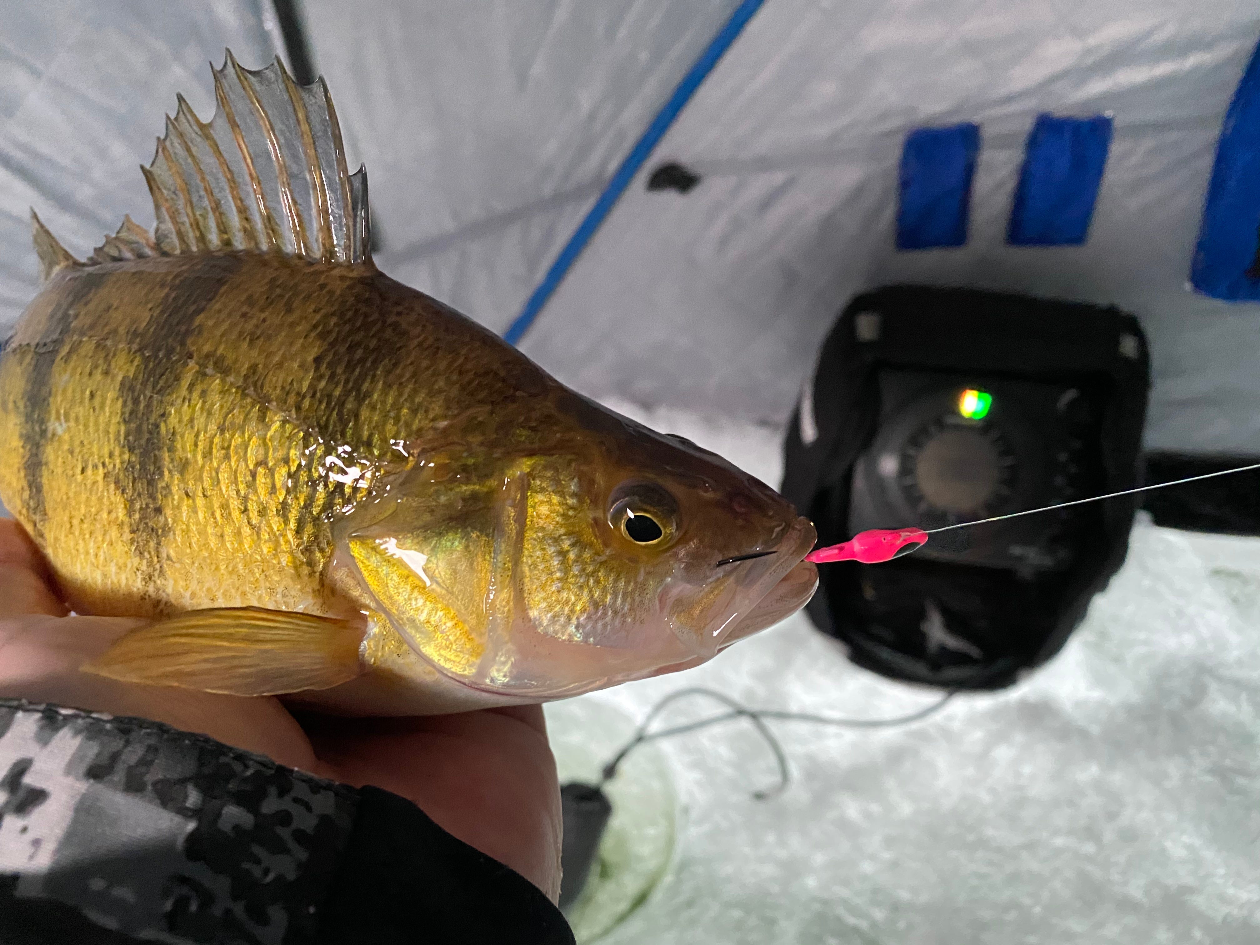 yellow perch ice fishing catch