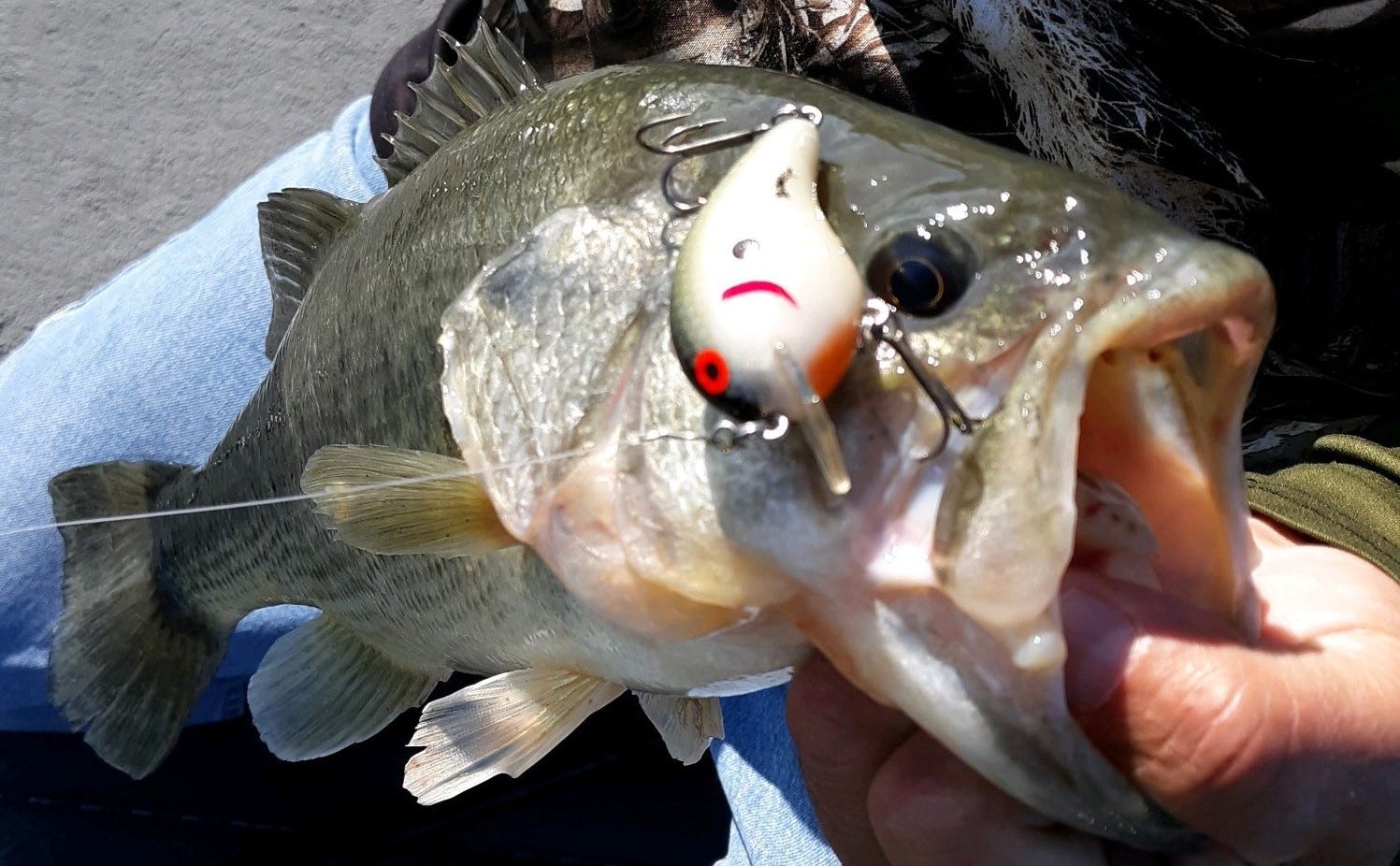 Square Bill Crankbait Guide