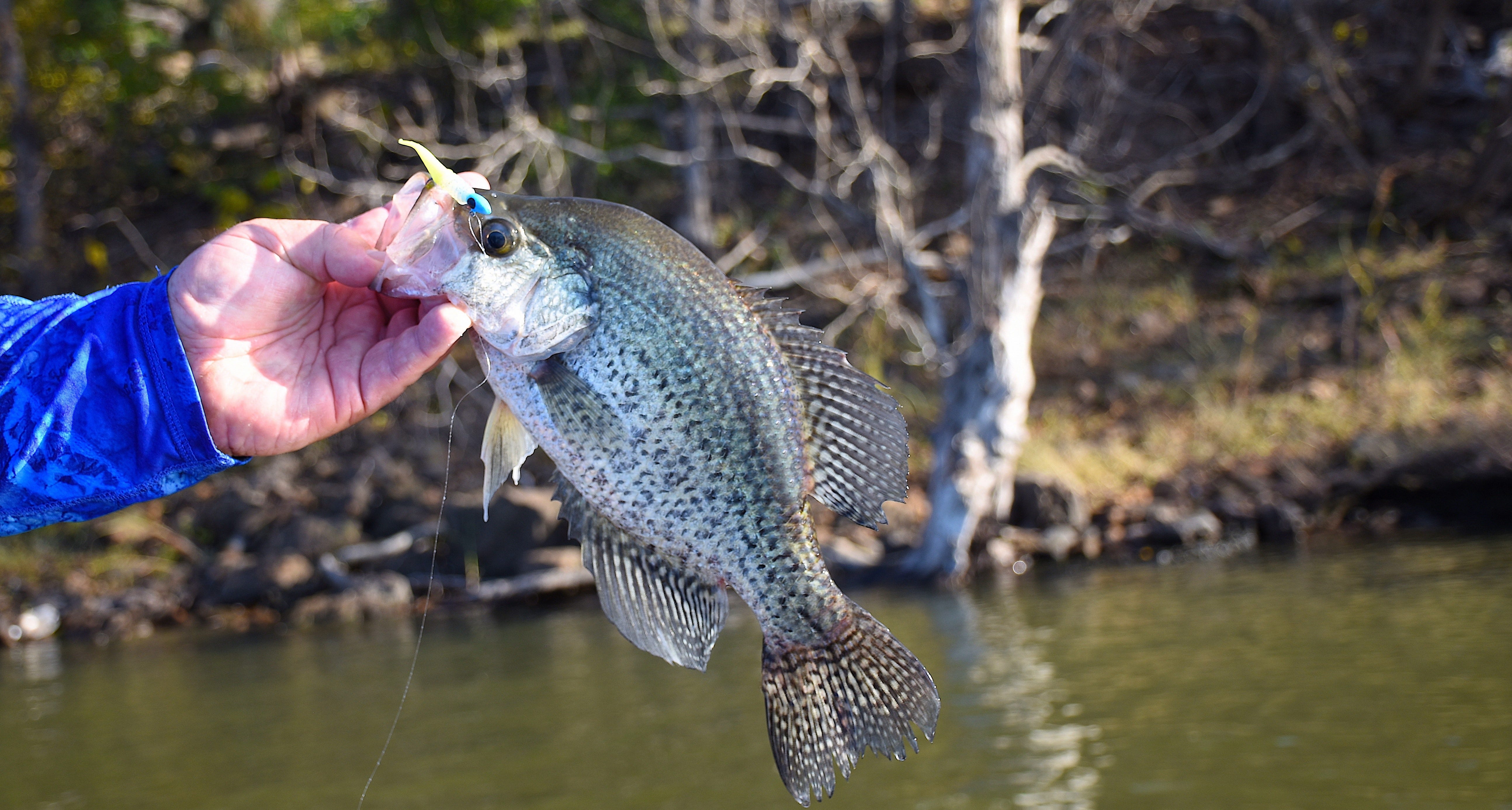 crappie near bluff