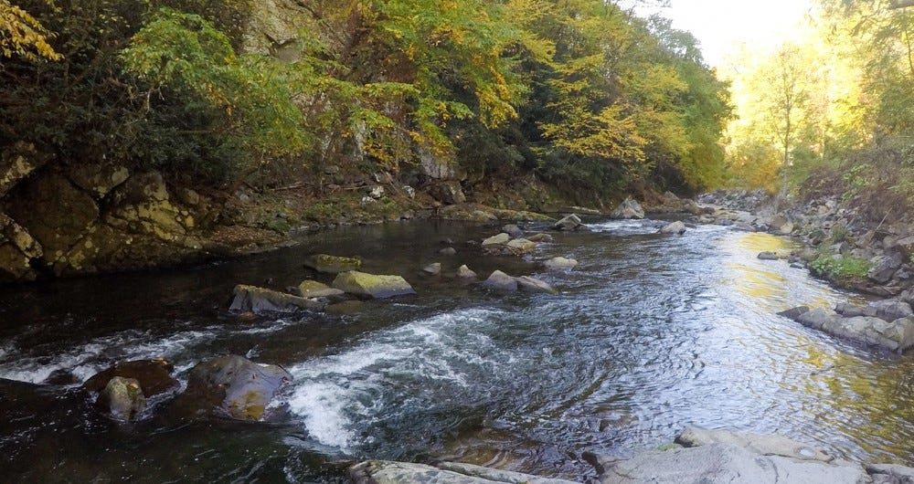 autumn trout stream