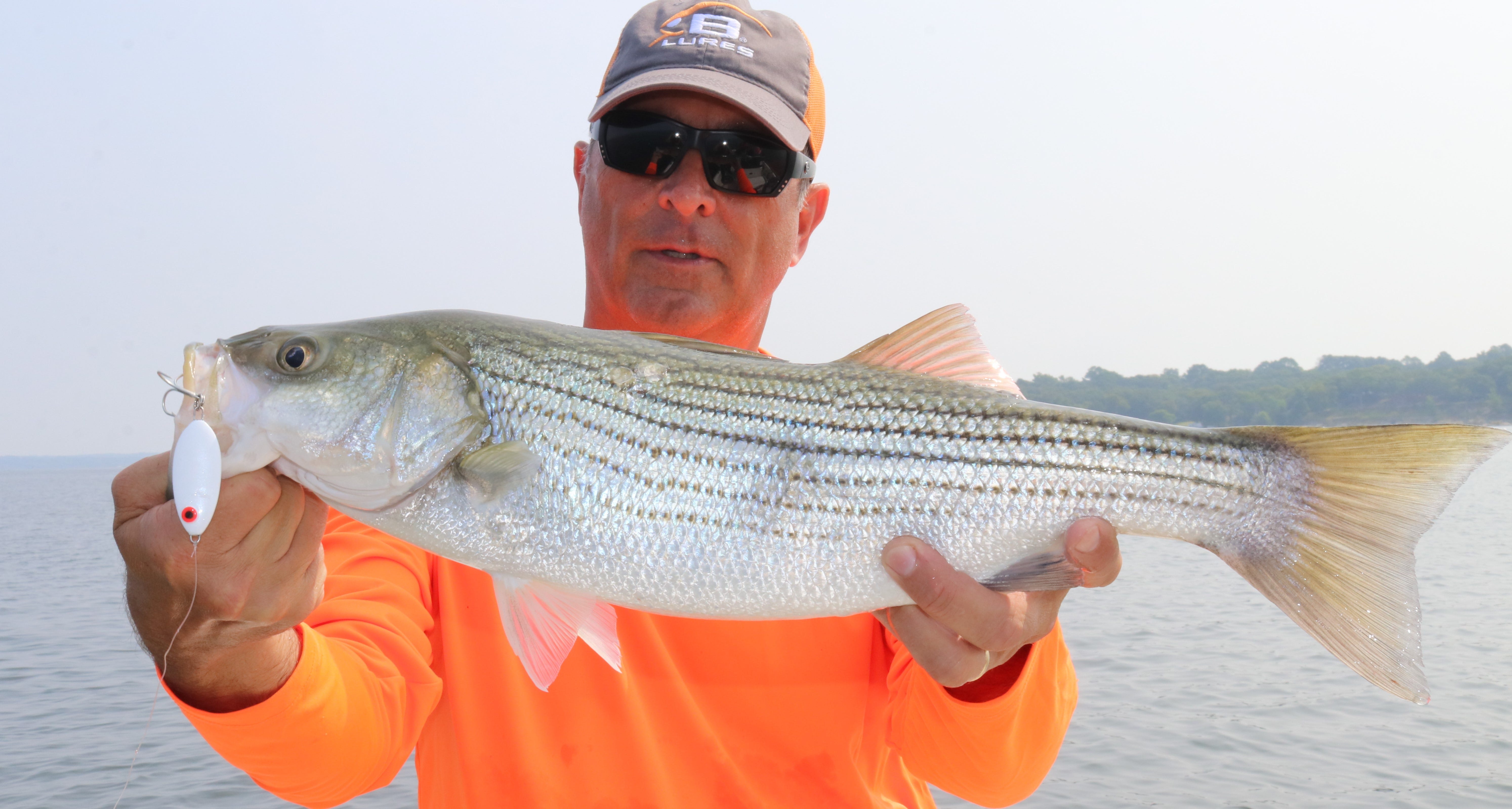 Texoma Striped bass on Slab Spoon