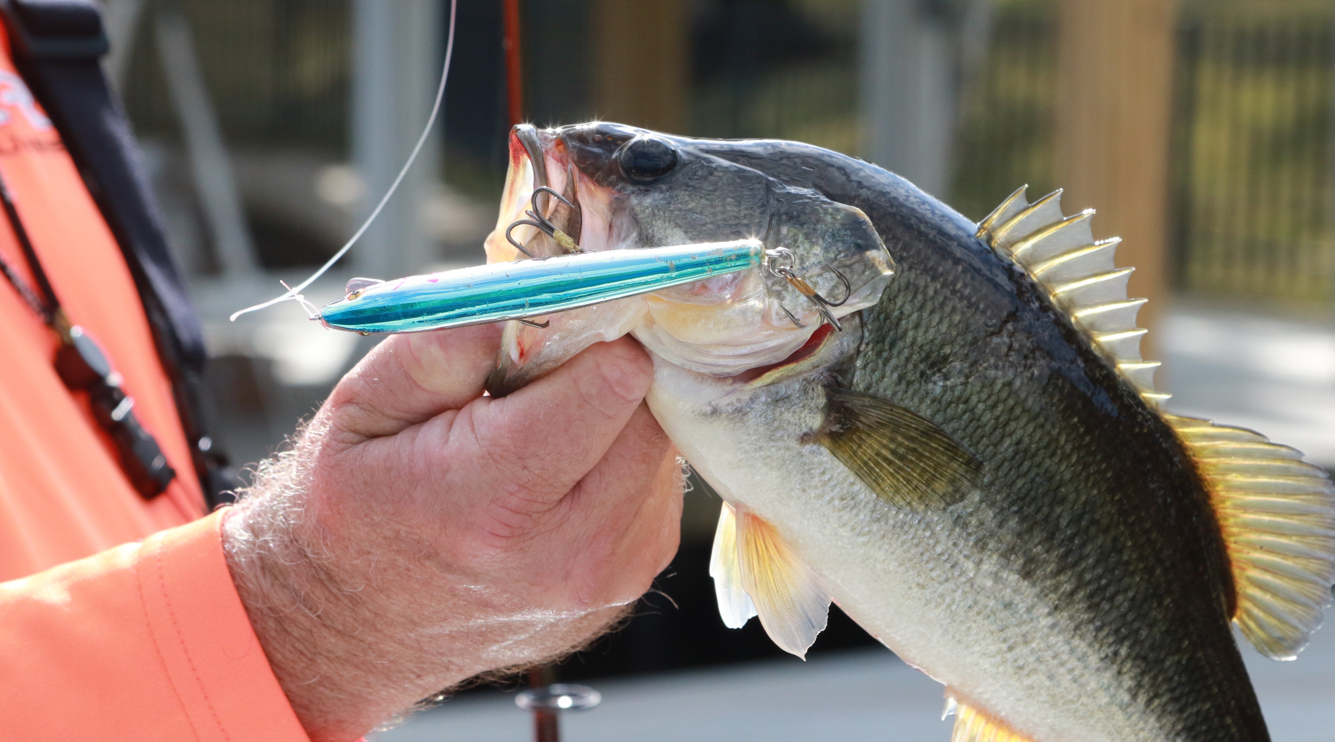tidal bass