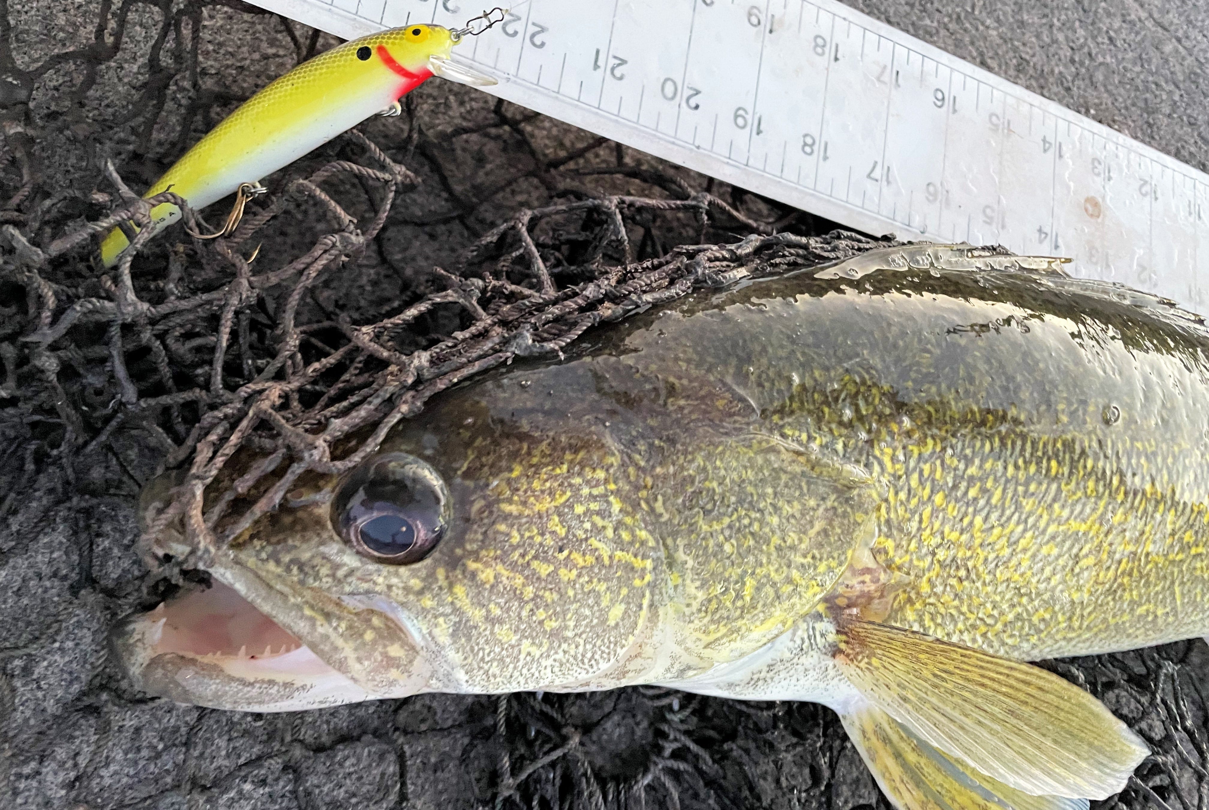 walleye and Bomber Long A