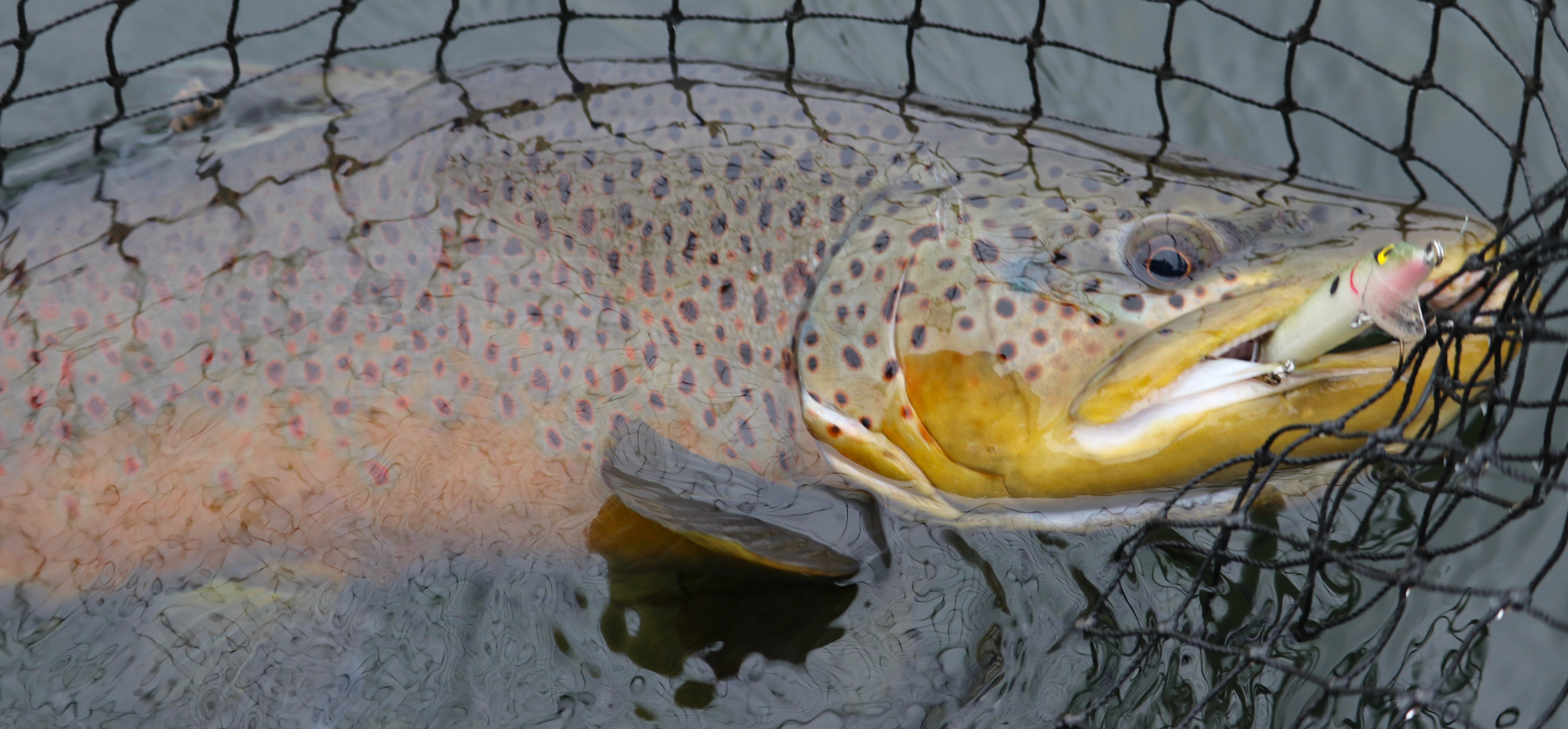 brown trout on Smithwick Rogue