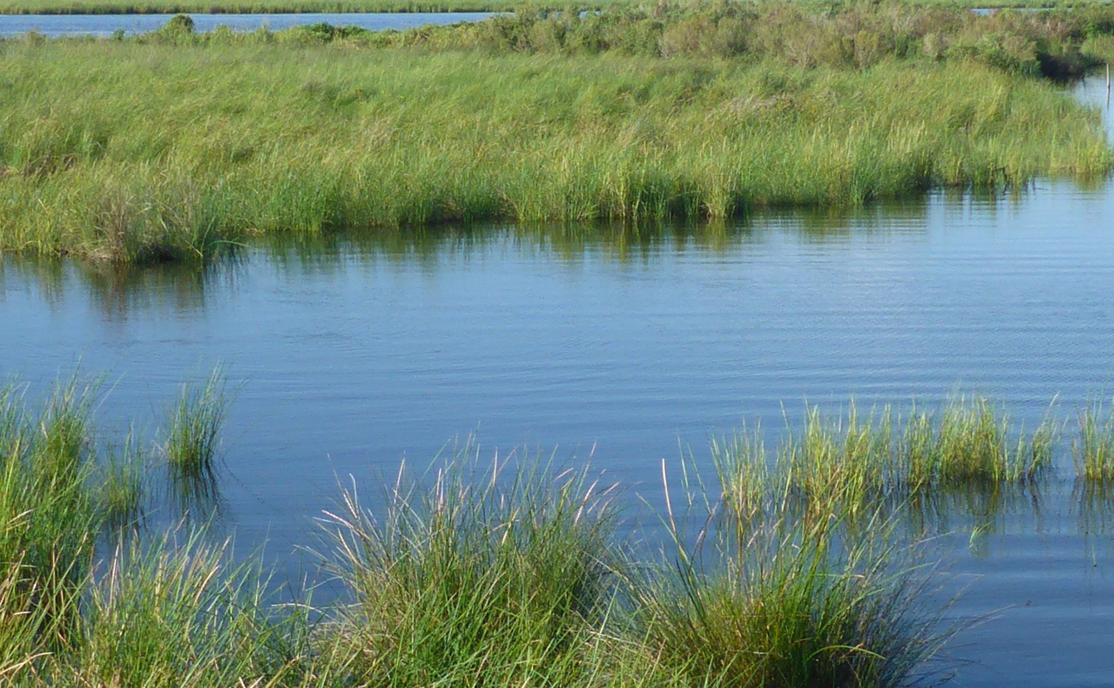 active water in marsh