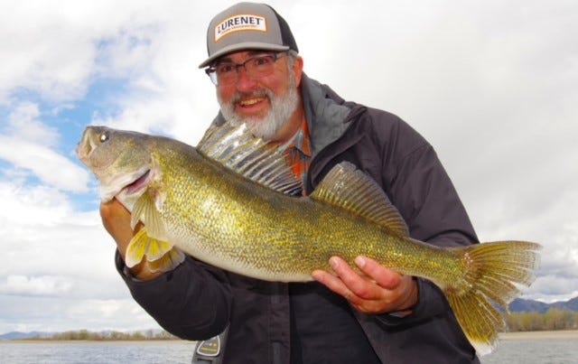 rising water walleye catch