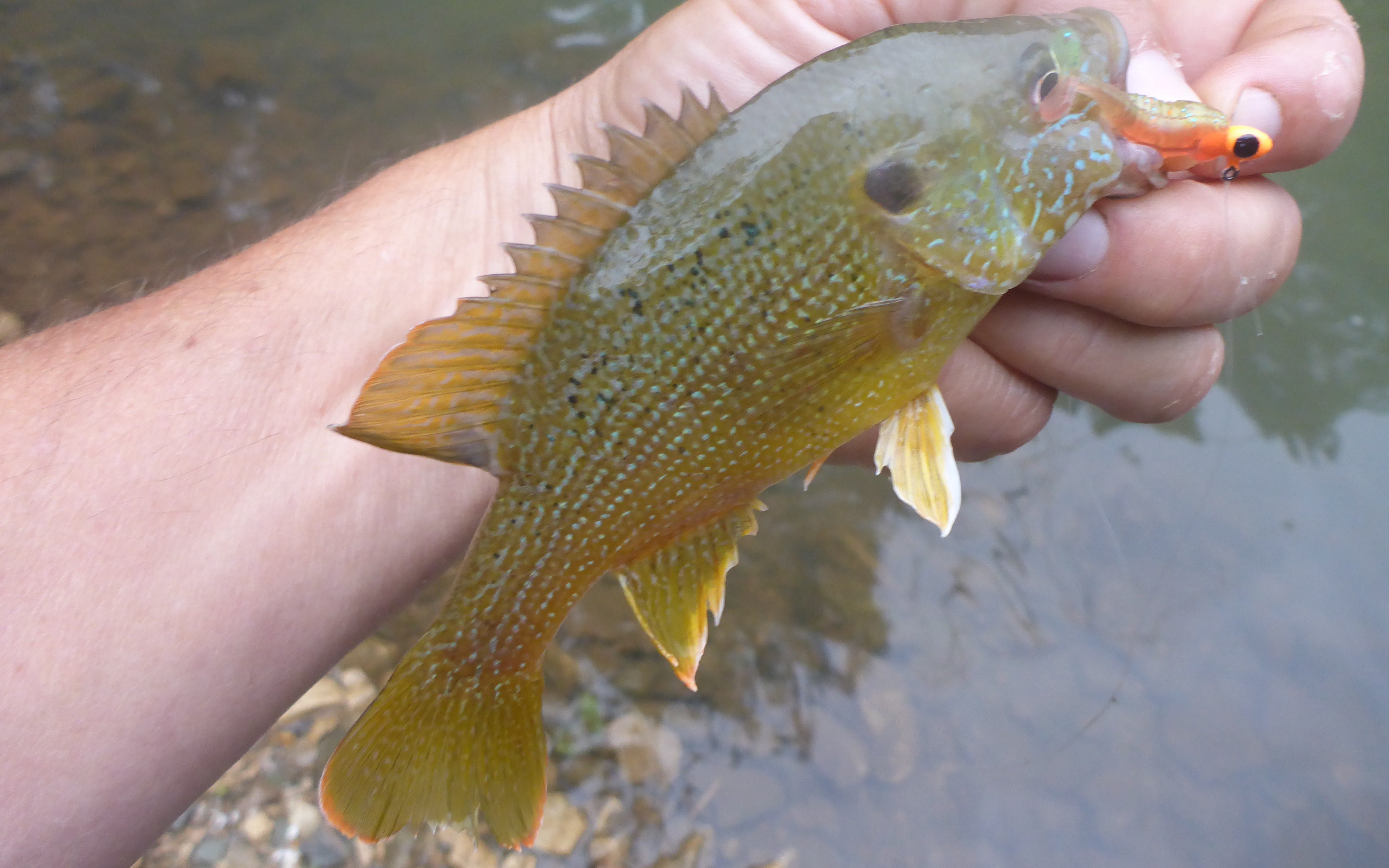 Use Tiny Lures for Big Action from Many Species