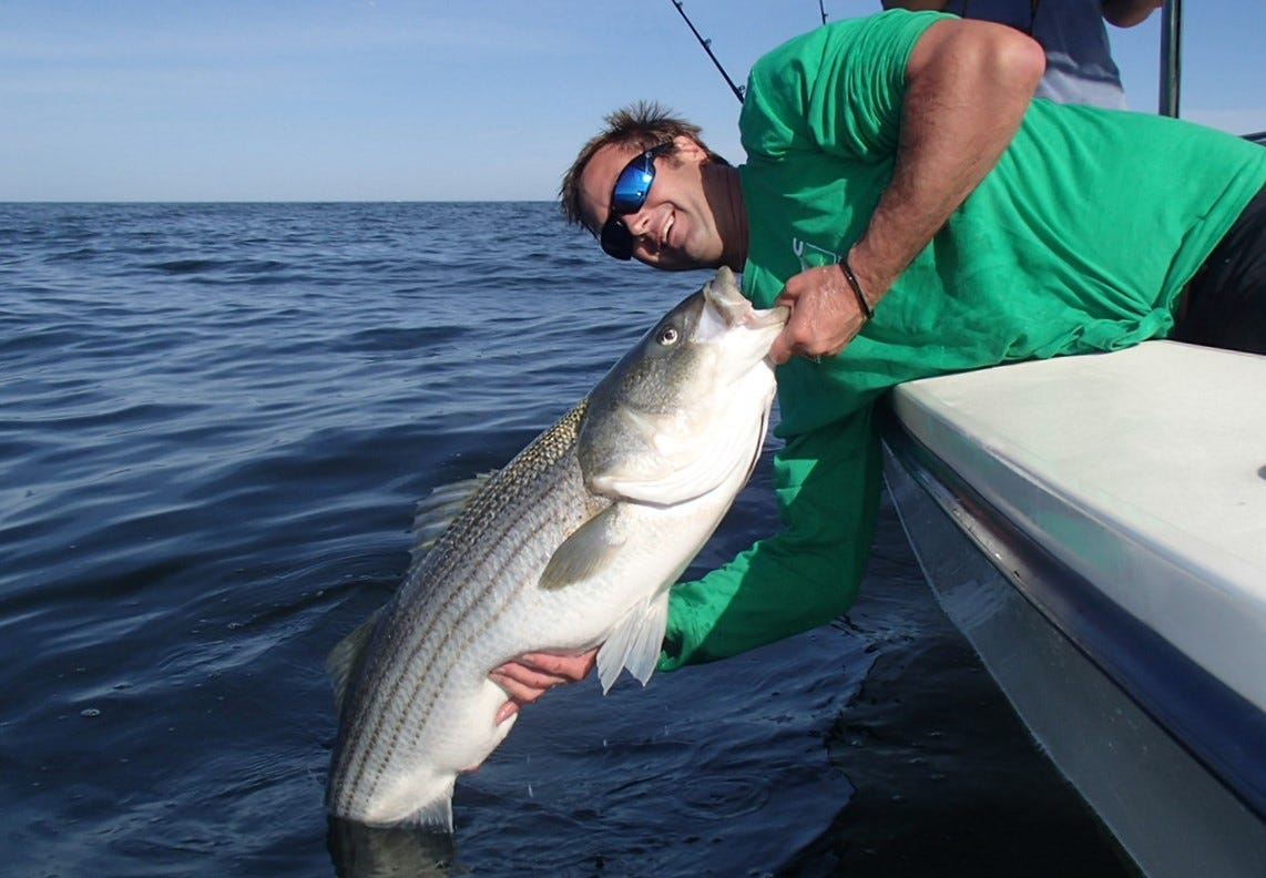  Striped Bass Fishing Decals with Baitfish Chased by