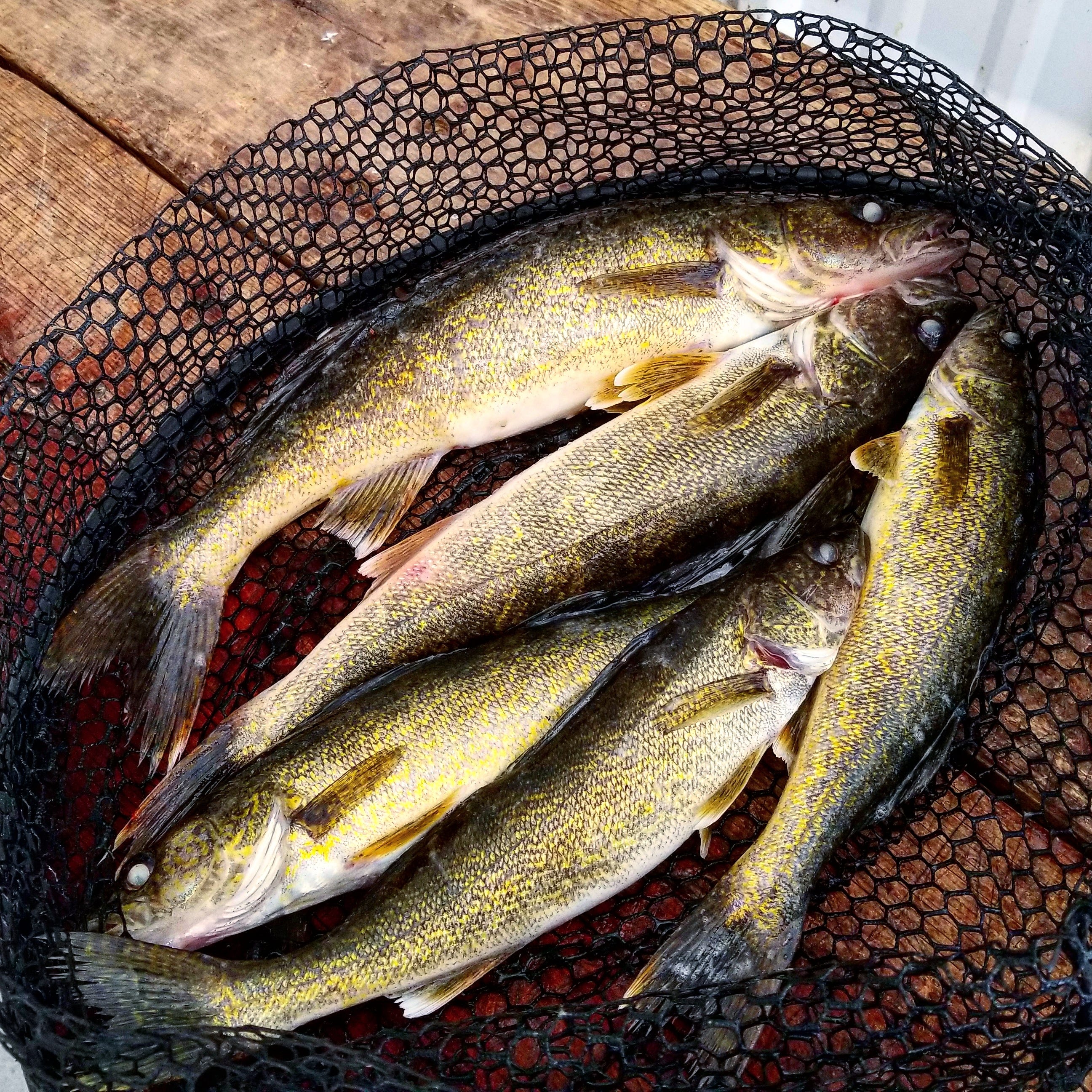 walleye catch