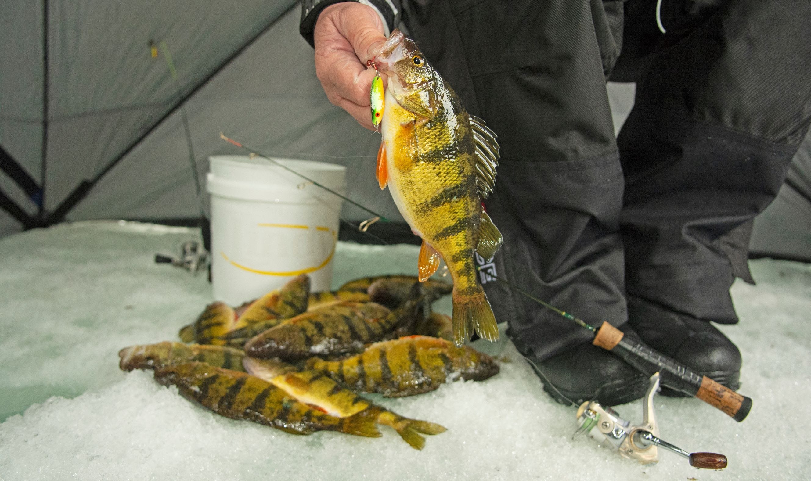 Yellow perch caught ice fishing