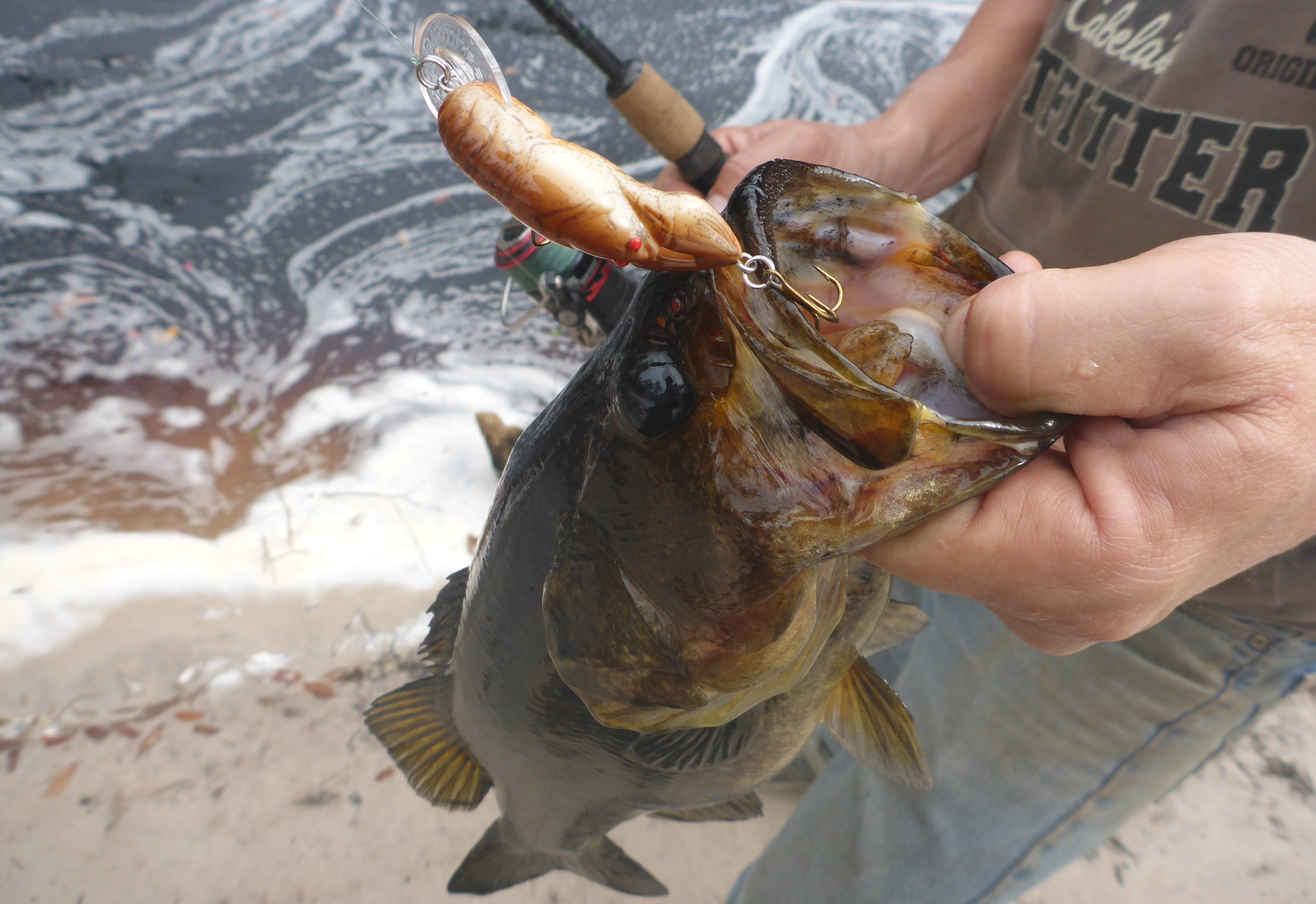 bass on Rebel Wee-Crawfish