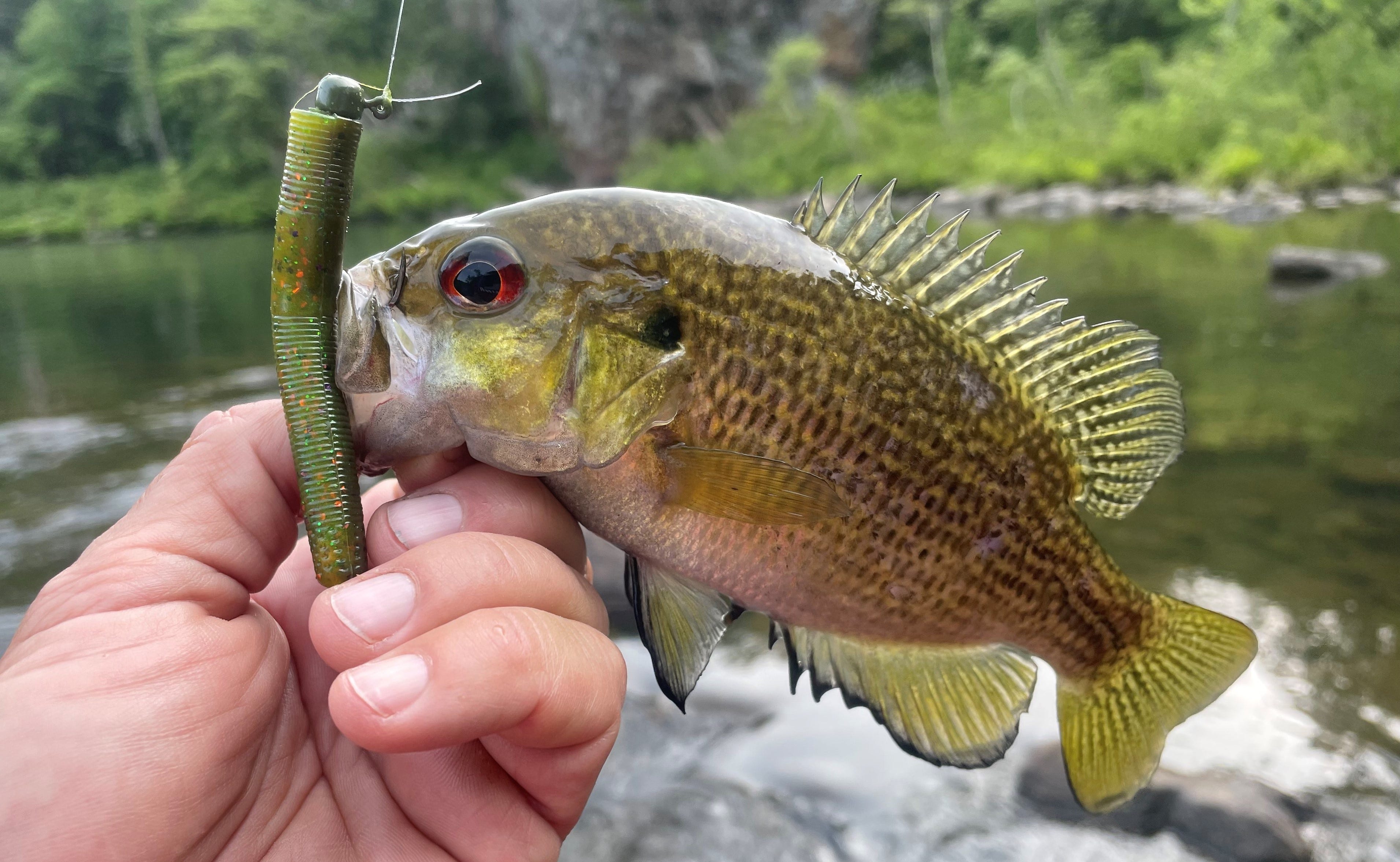 rock bass on Ned Dinger