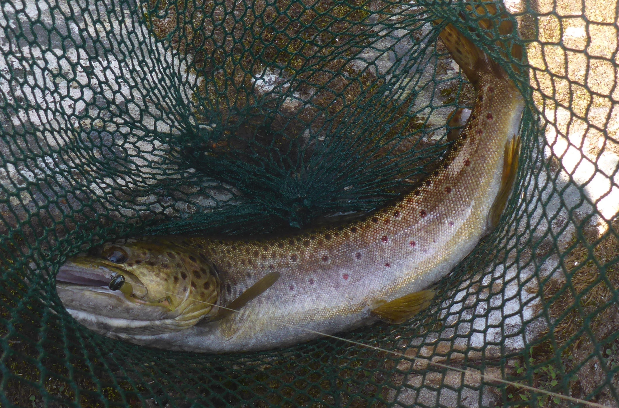 brown trout on Rebel Shore Shiner