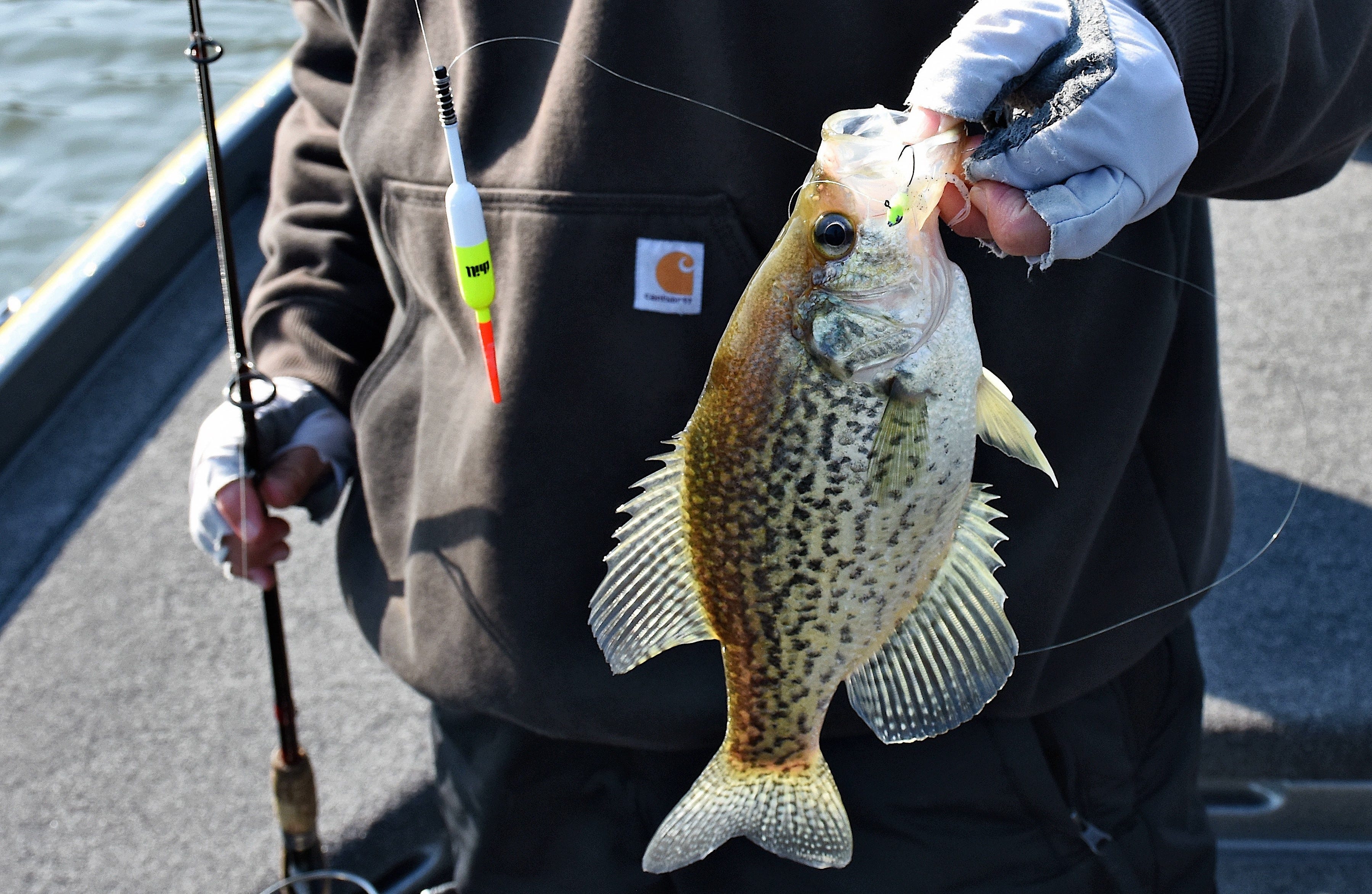 spring crappie on bobber rig