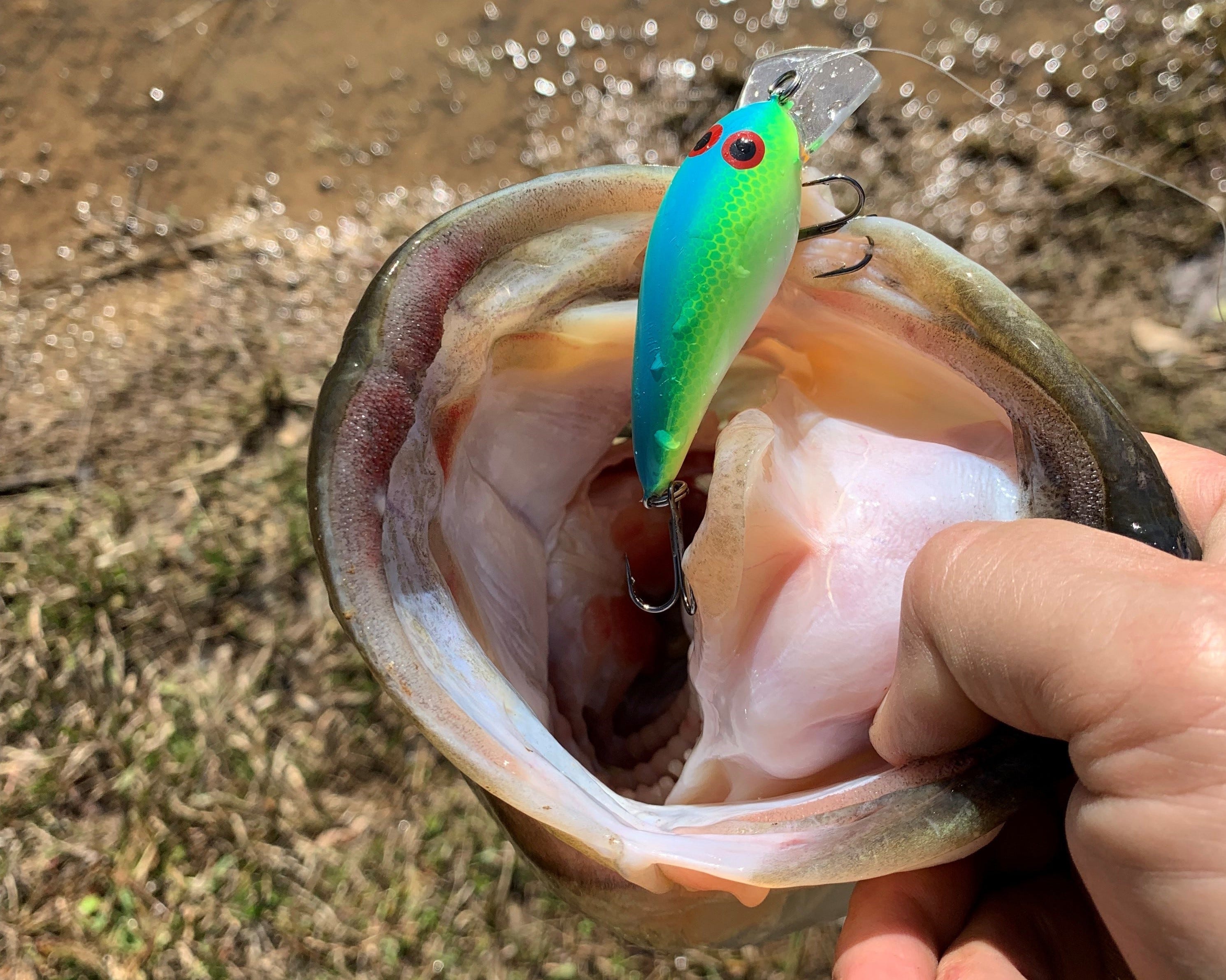 Custom Painted Lures 2.5 Crankbait Crawfish Colored, Fishing Lures, Bass  Lures. Lures. 