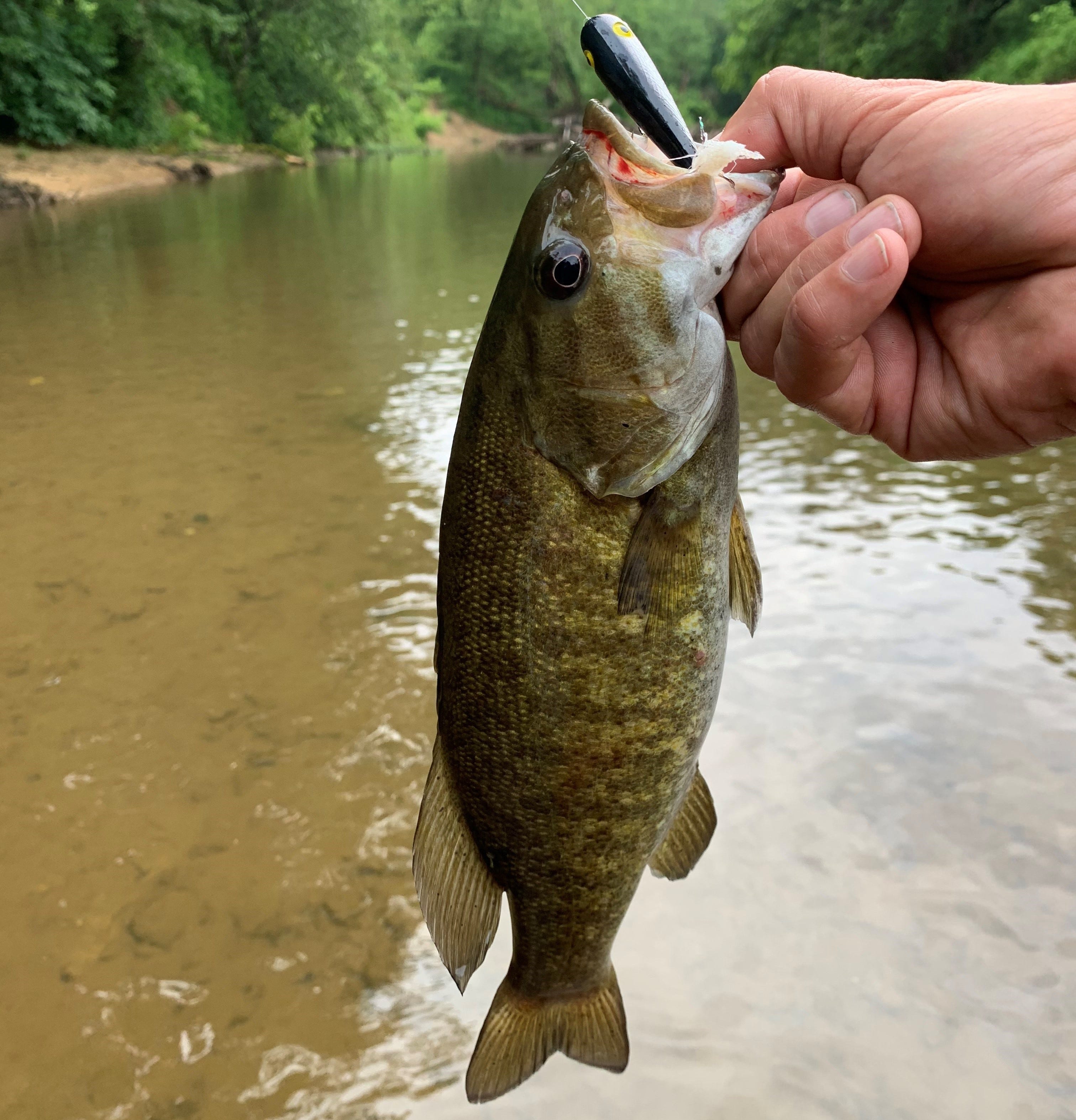 creek smallmouth on Pop-R