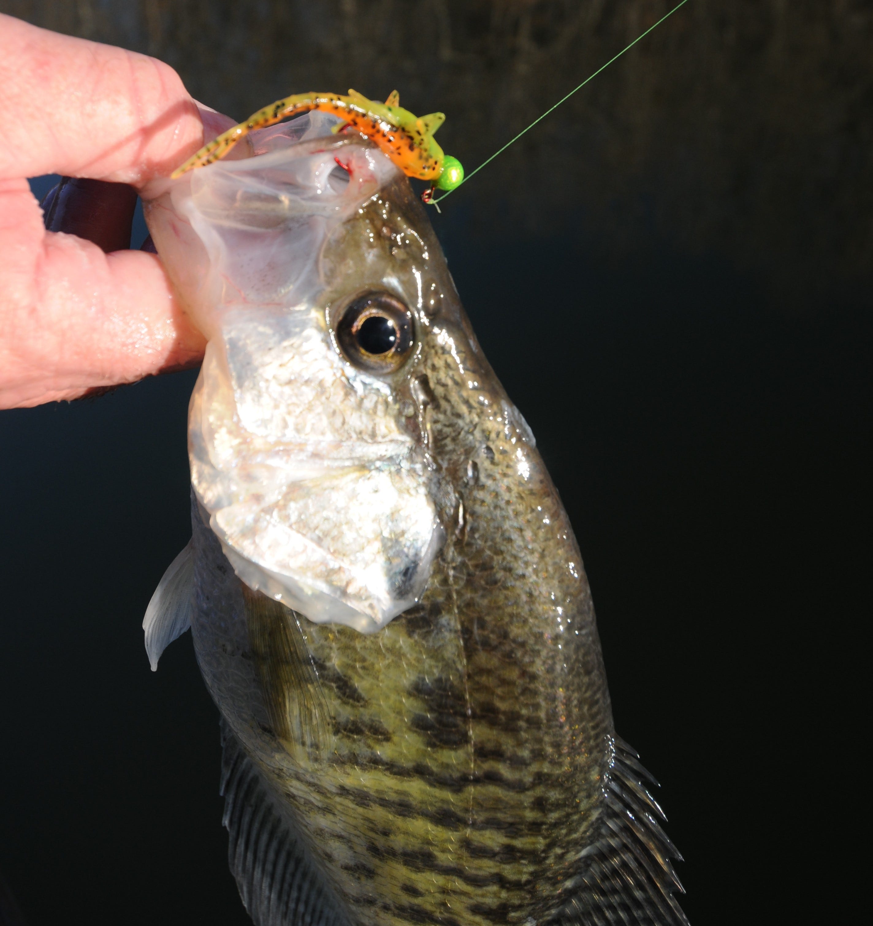 crappie on Bobby Garland Mayfly