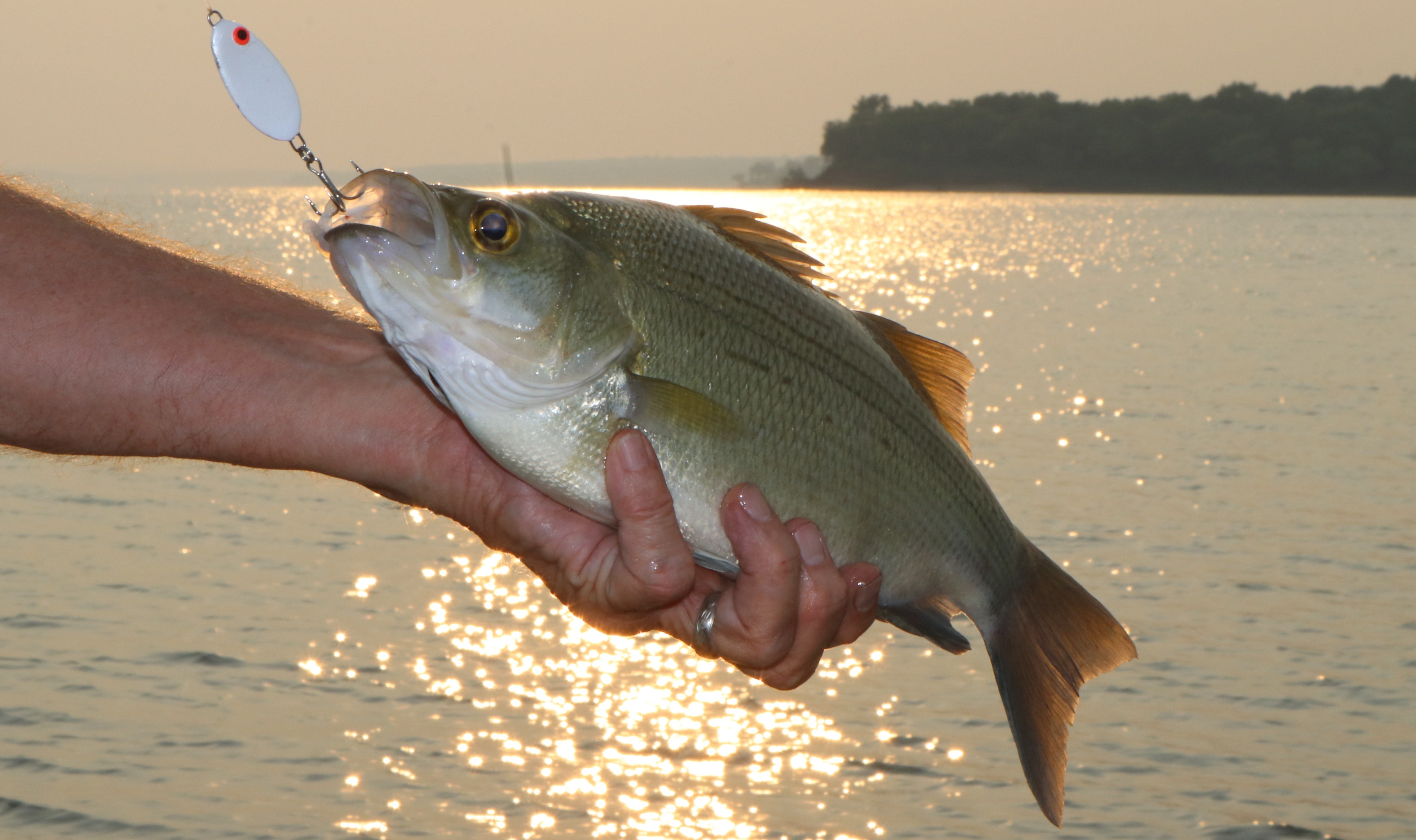 Bomber Slab Spoon and White Bass