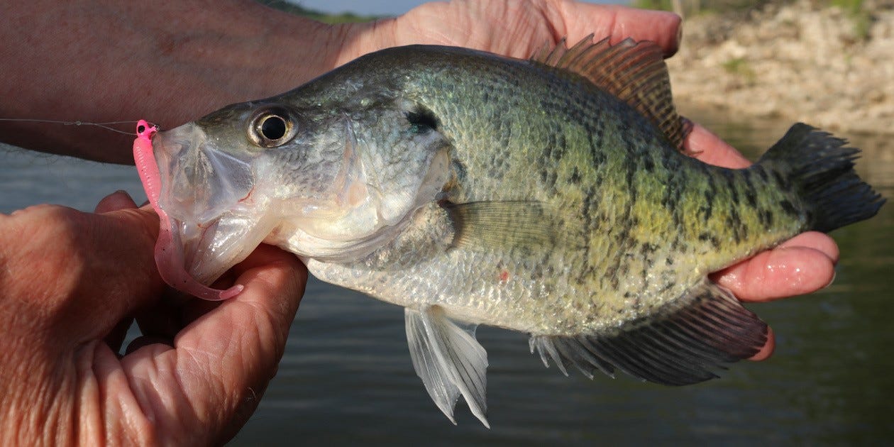 white crappie