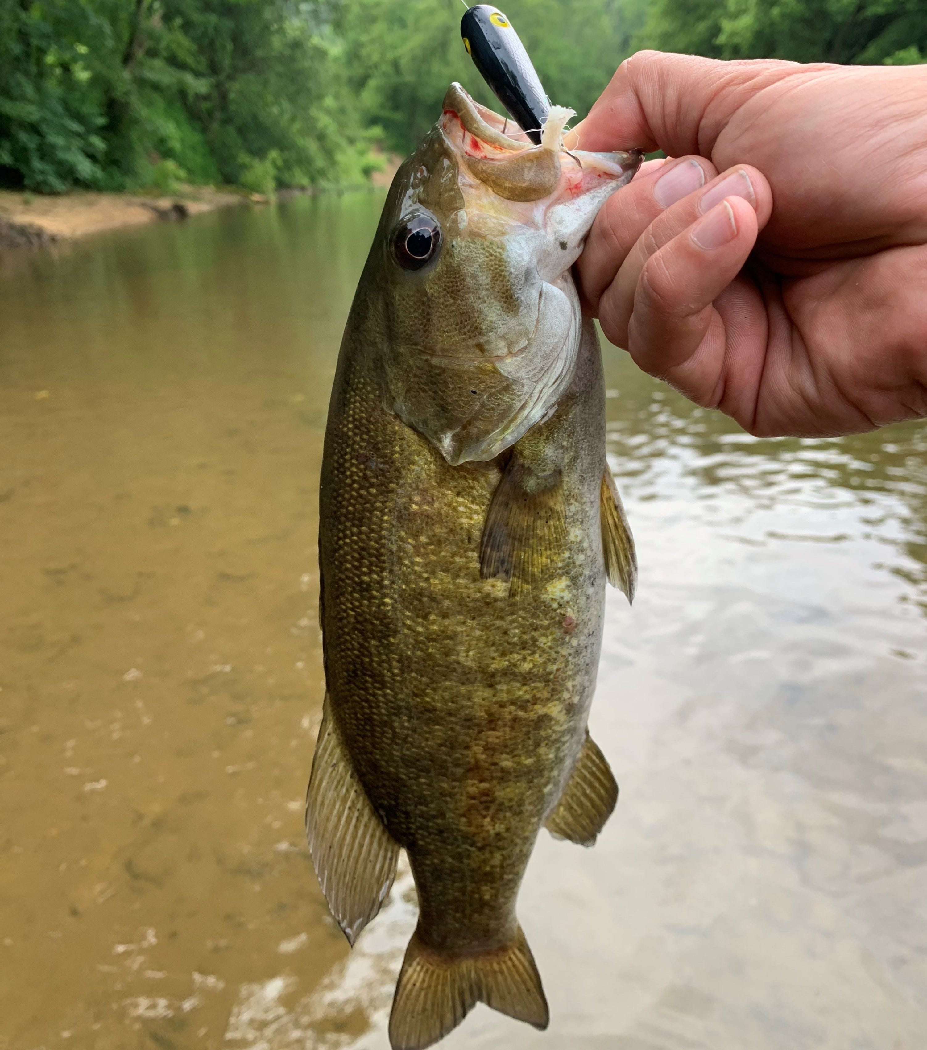 Teeny Pop-R Smallmouth