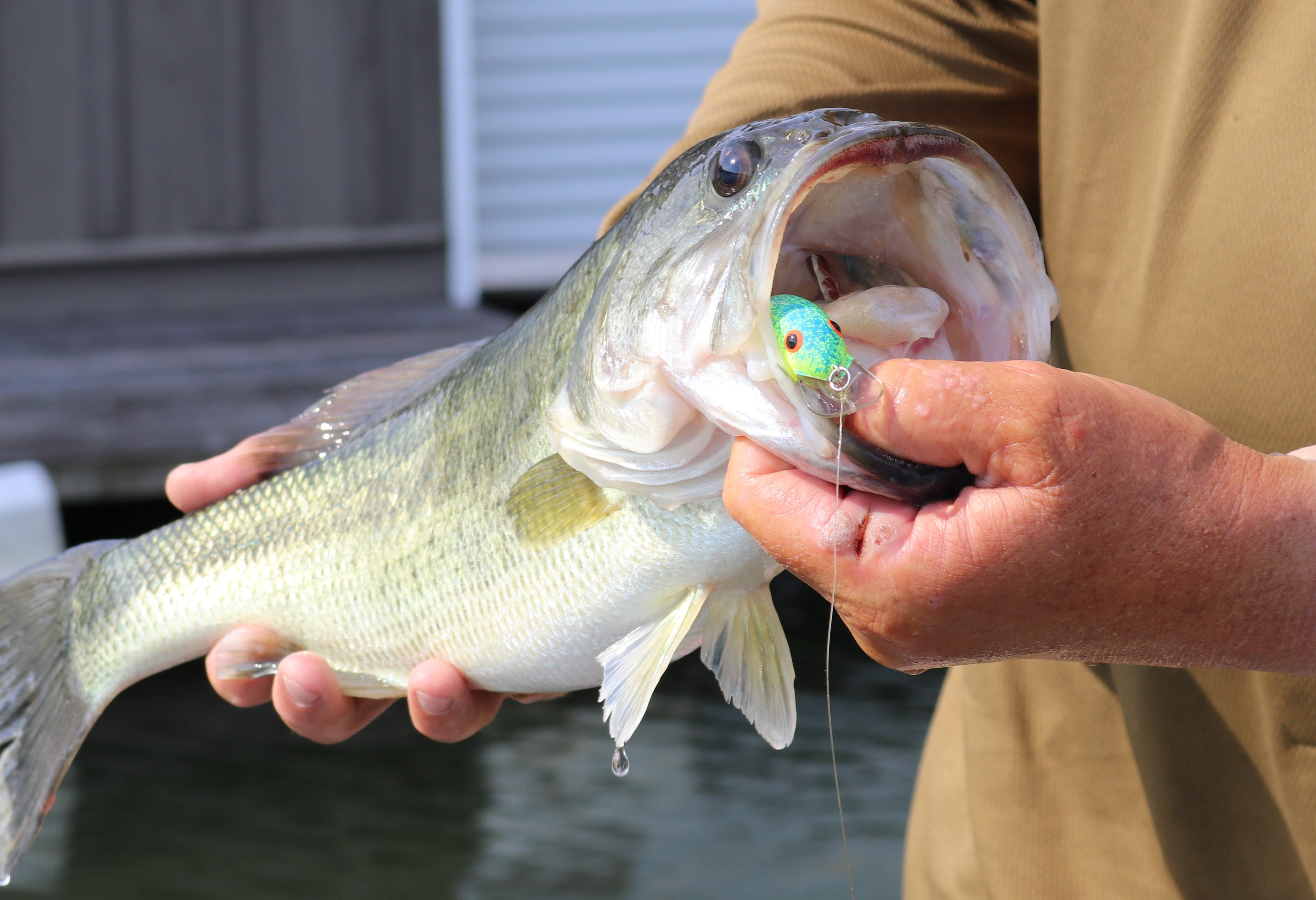 Square Bill Crankbait Guide