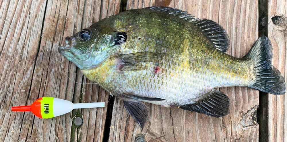 Your Guide to Catching More Summer Panfish on Slip Bobbers