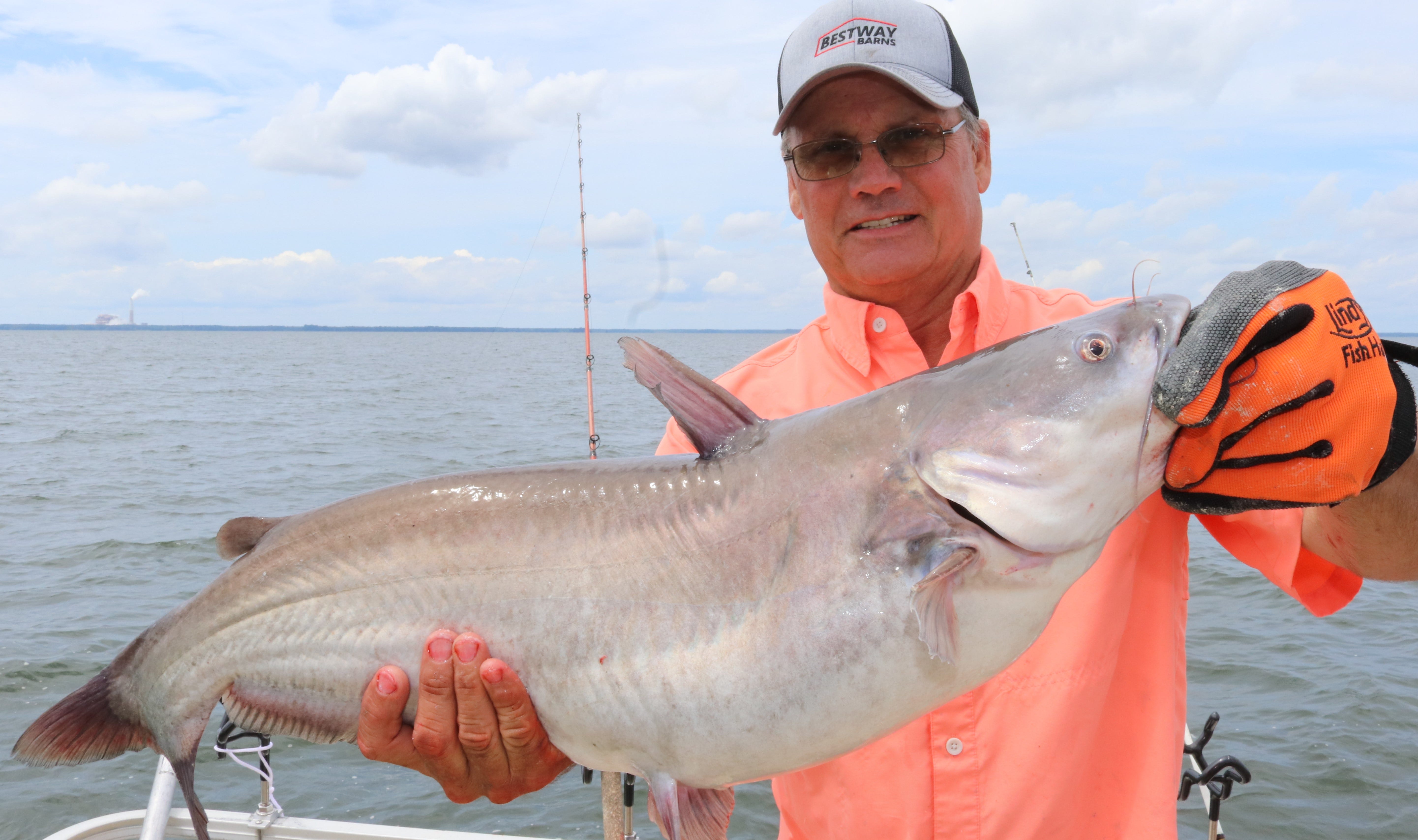 Lake Moultrie Catfish