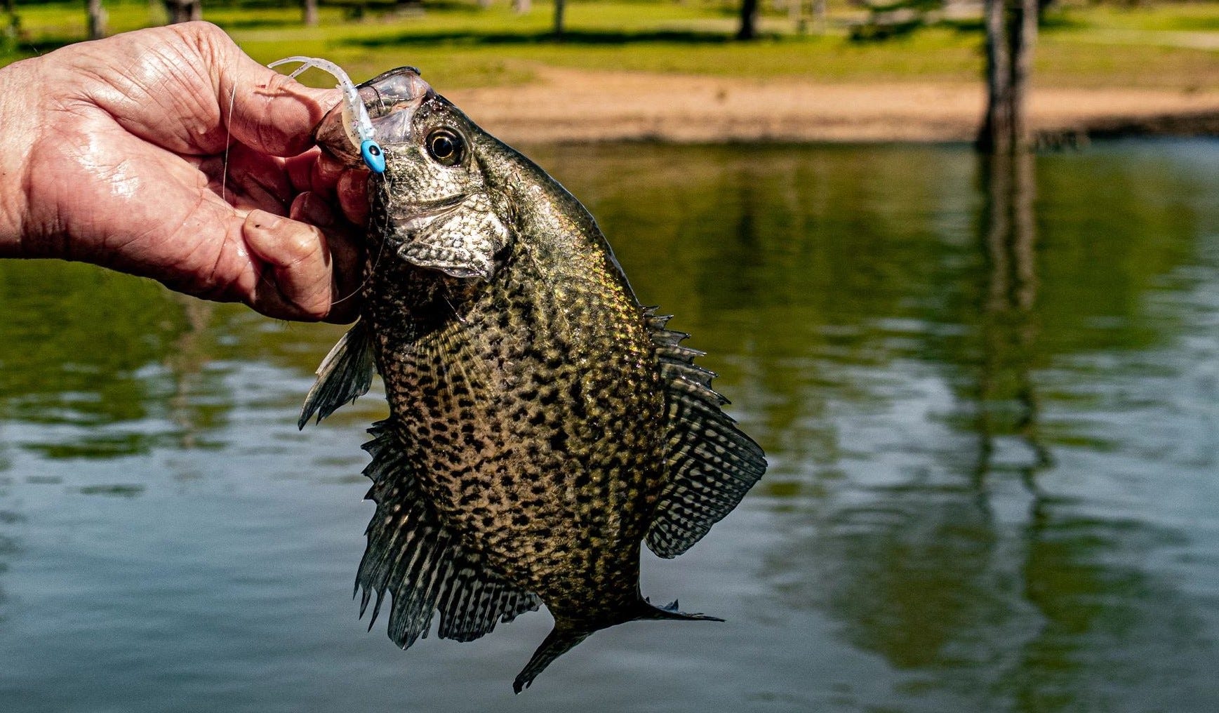 Top Bank Fishing Strategies for Spring Crappie