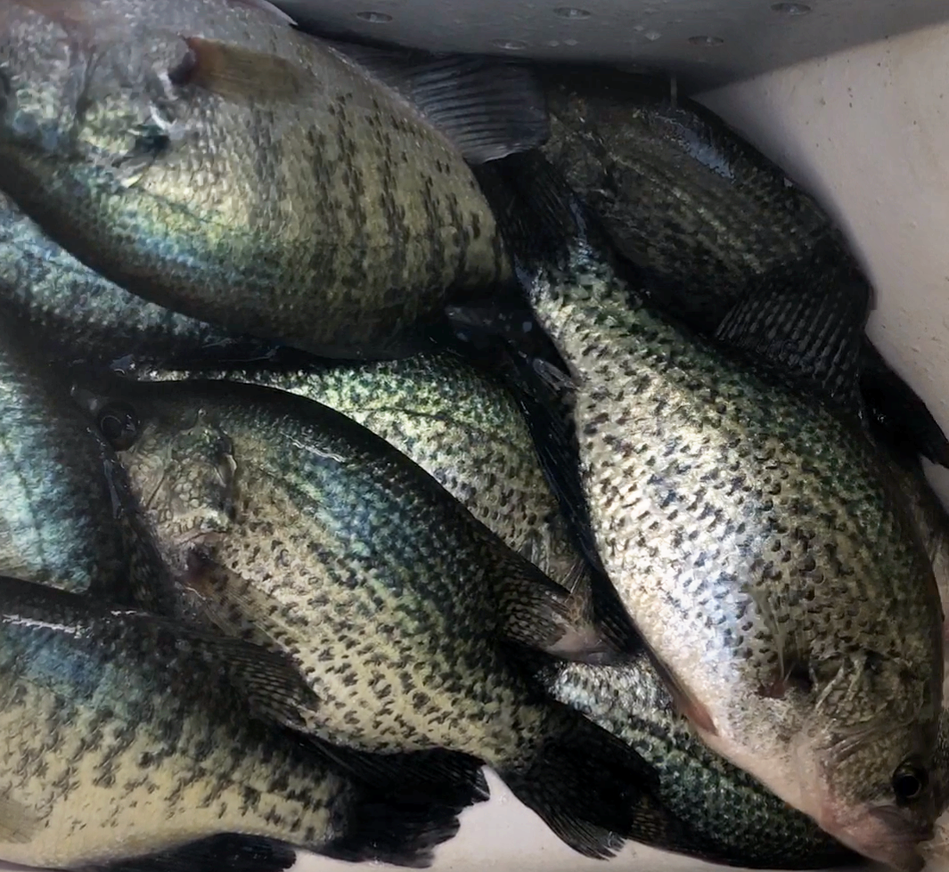 mixed crappie catch