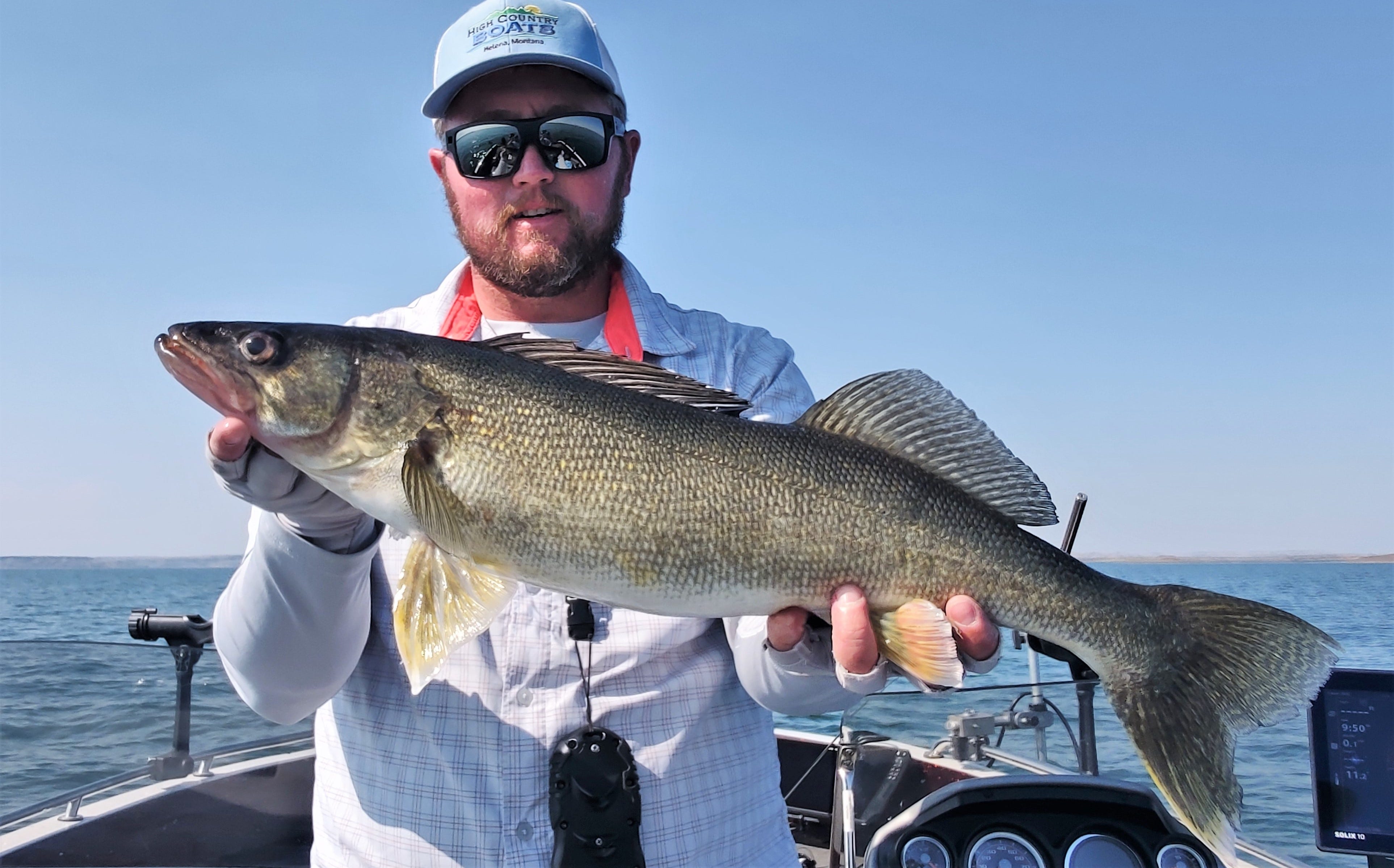 walleye catch