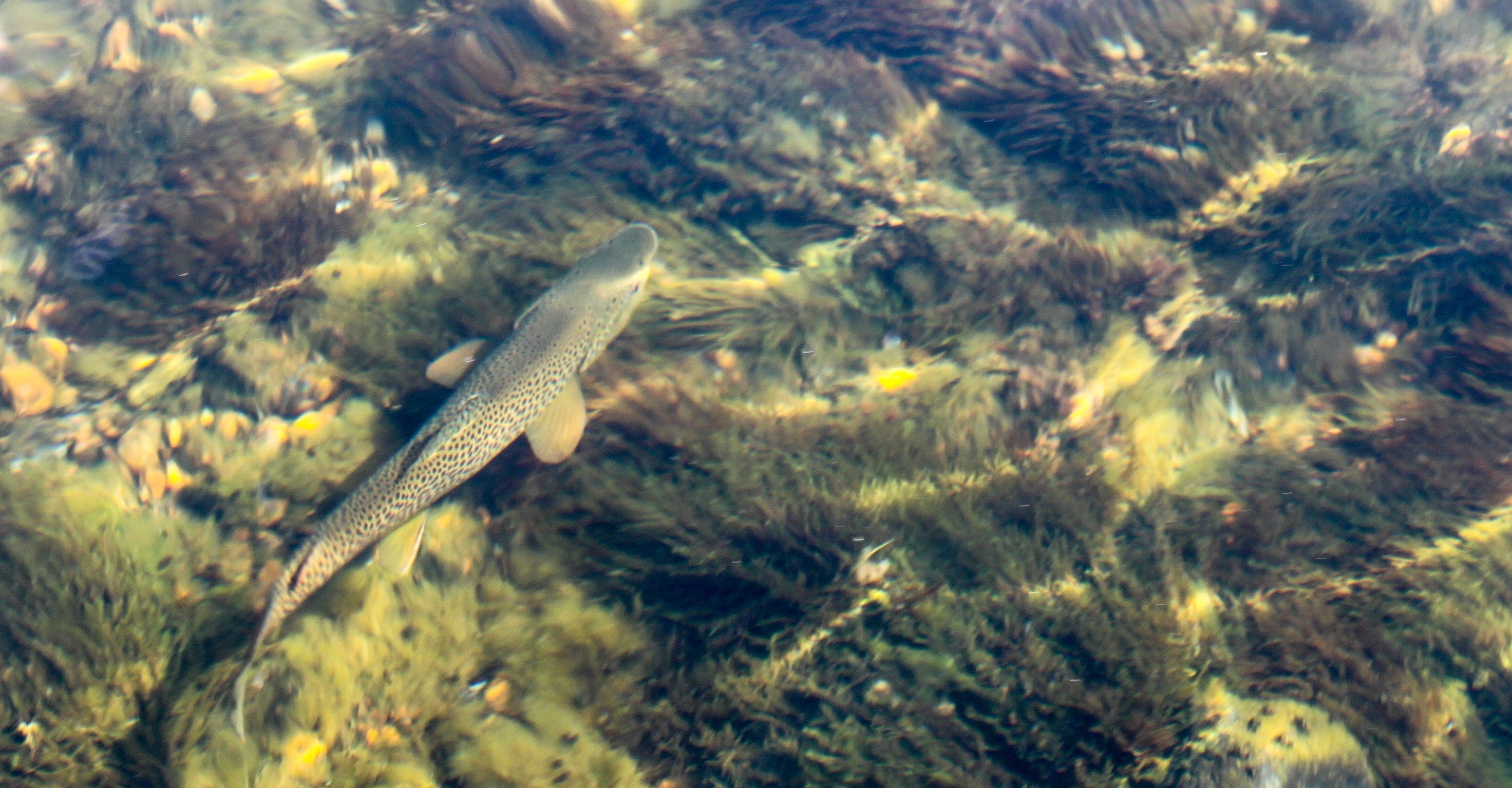 trout in water