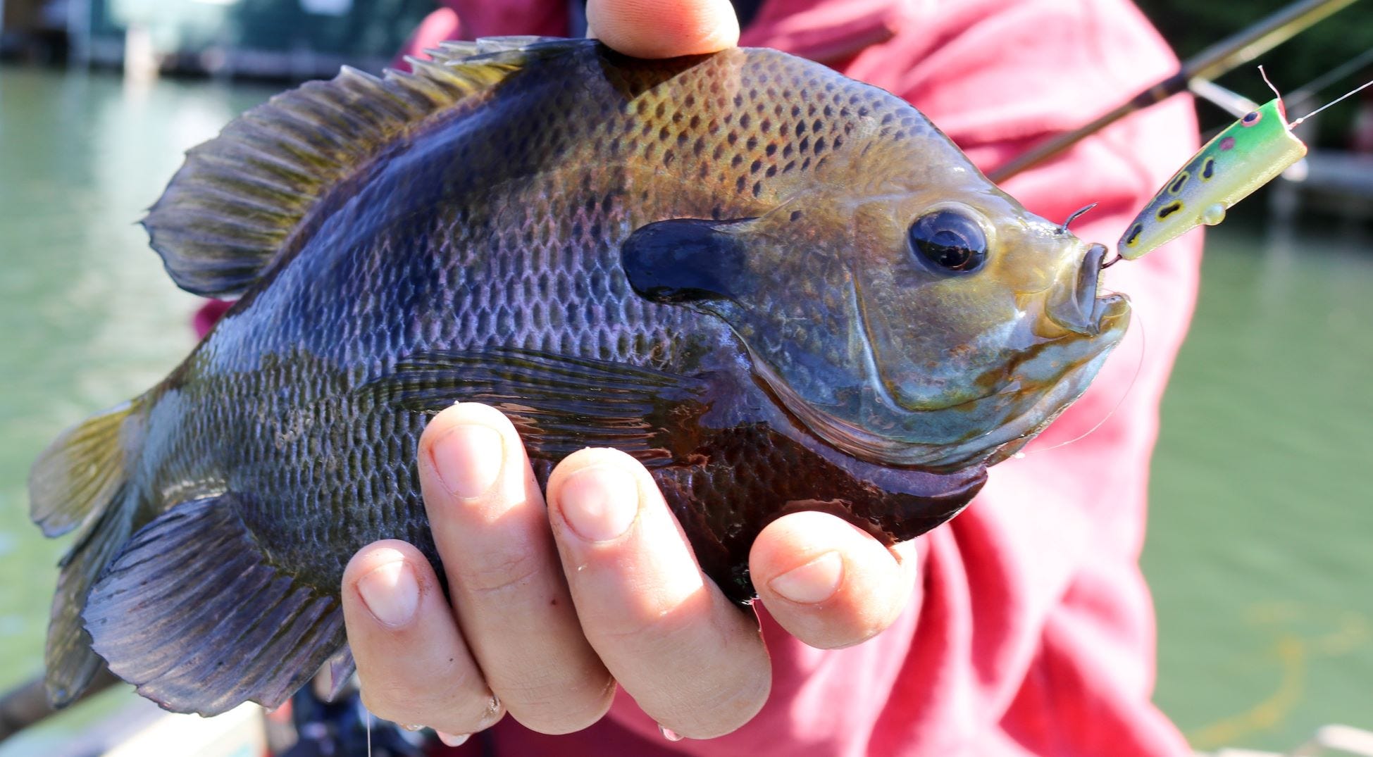 MicroPOP-R bluegill