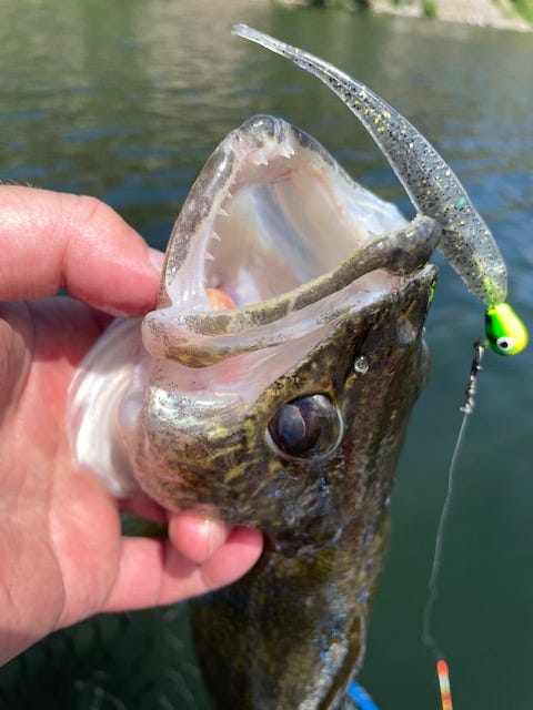 walleye on YUM FF Sonar